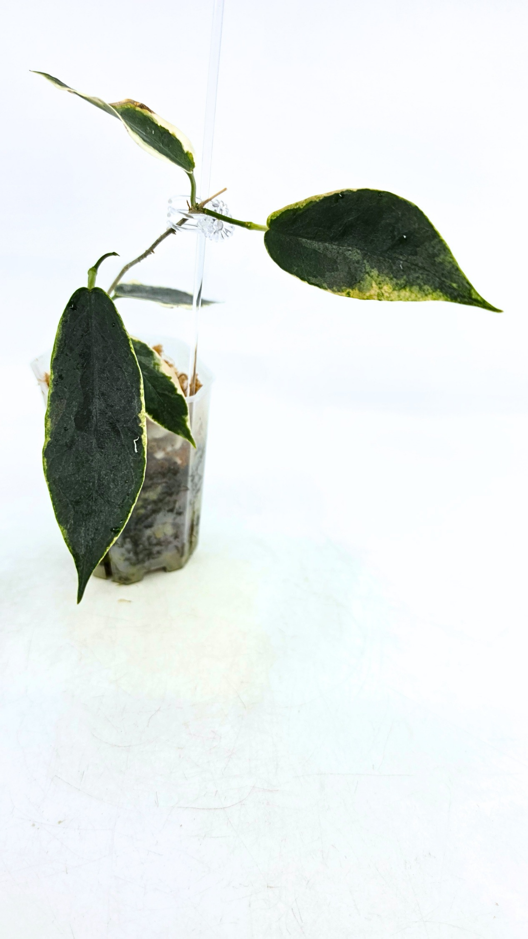Rare waxplant Hoya Archboldiana Albomarginata available for sale at rare indoor plant shop The Leaf Gallery in Perth, Western Australia