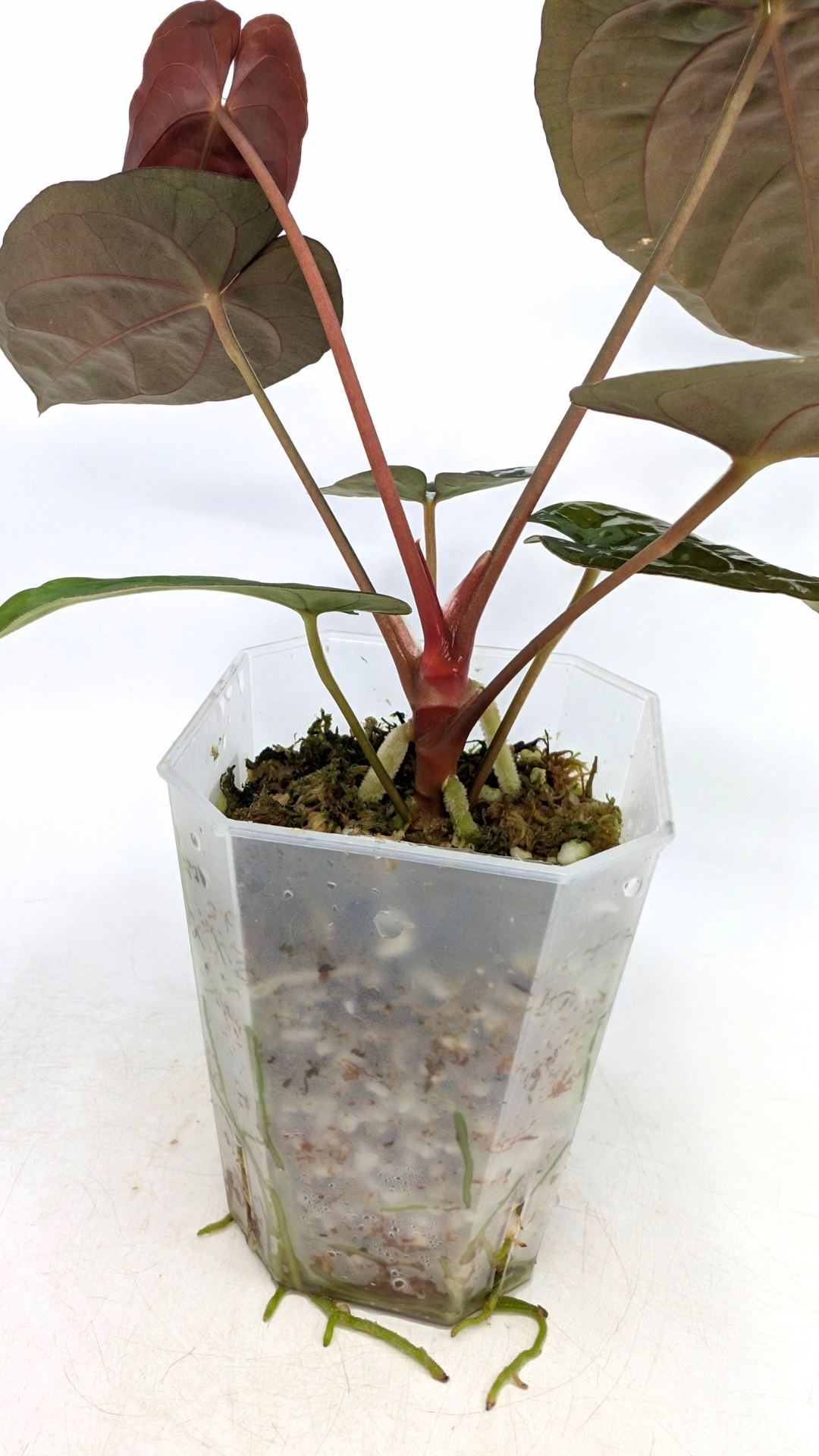 Rare indoor plant Anthurium Papillilaminum pure clone available from rare house plant shop The Leaf Gallery in Perth, Western Australia