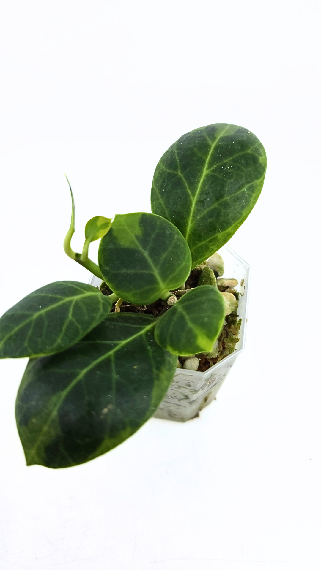 Rare waxplant Hoya Obscura Outter Variegated (Albo Marginata) available for sale at rare indoor plant shop The Leaf Gallery in Perth, Western Australia