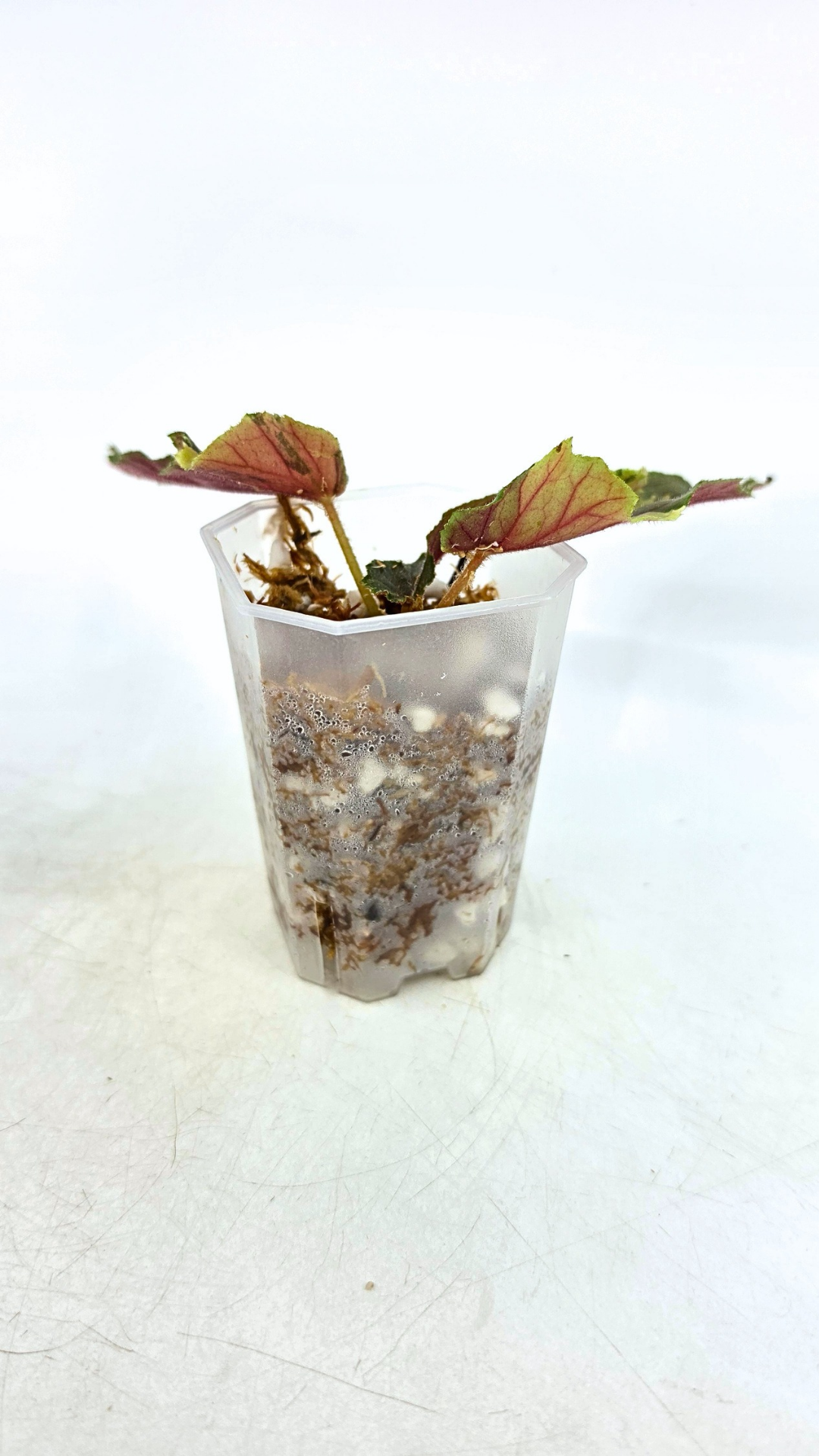 Rare Begonia Ginny Galaxy available for sale at rare plant shop The Leaf Gallery in Perth, Western Australia