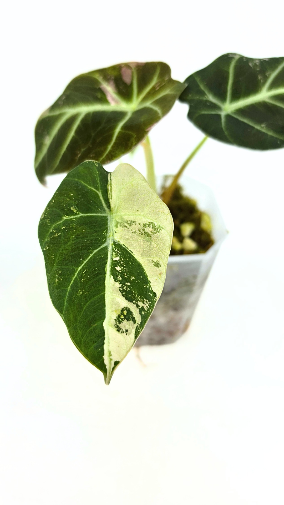 Rare indoor plant Alocasia Black Velvet Pink Variegated available for sale from rare house plant shop The Leaf Gallery in Perth, Western Australia