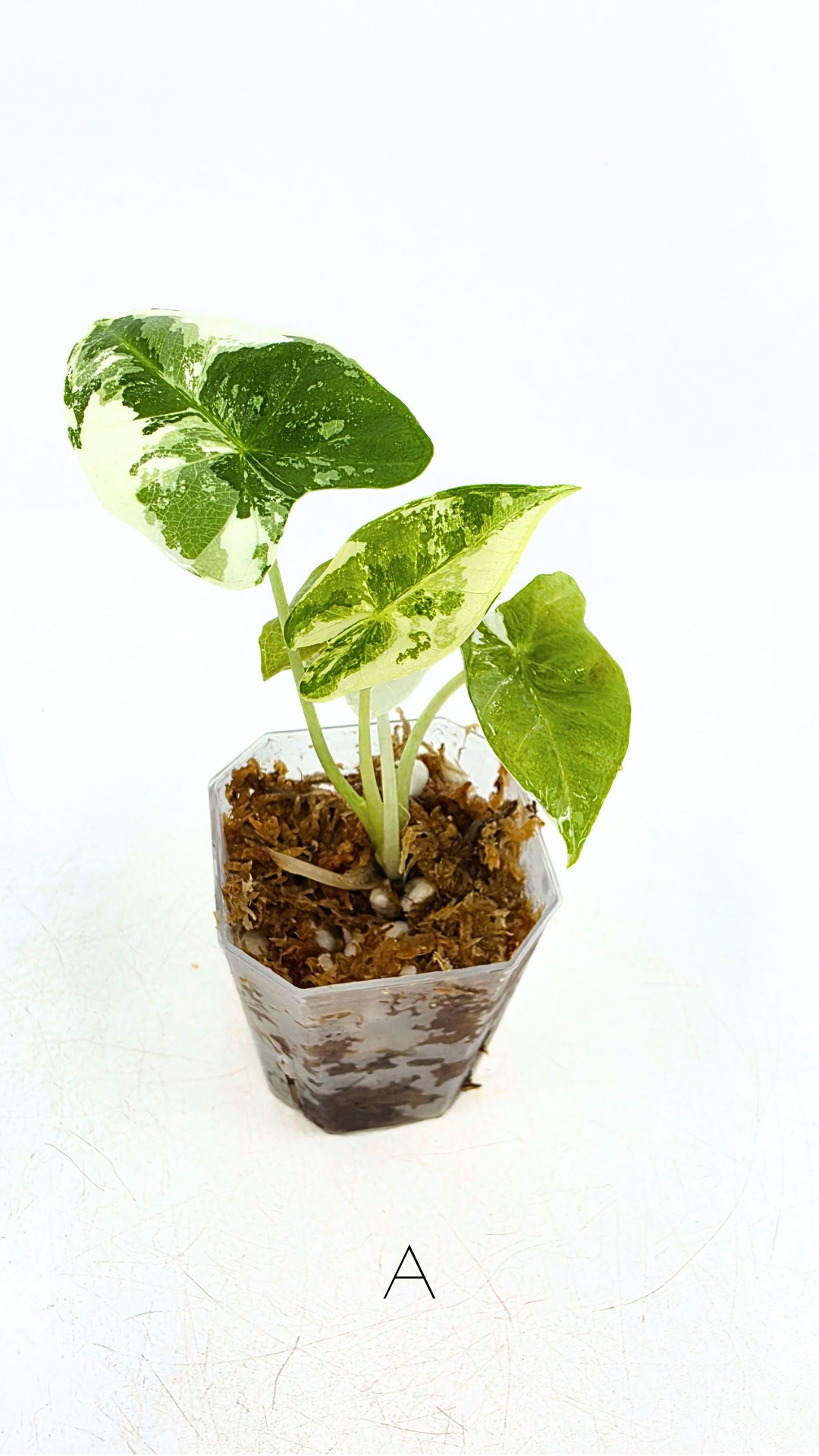 Rare indoor plant Alocasia Frydek Variegated available for sale at rare house plant shop The Leaf Gallery in Perth, Western Australia