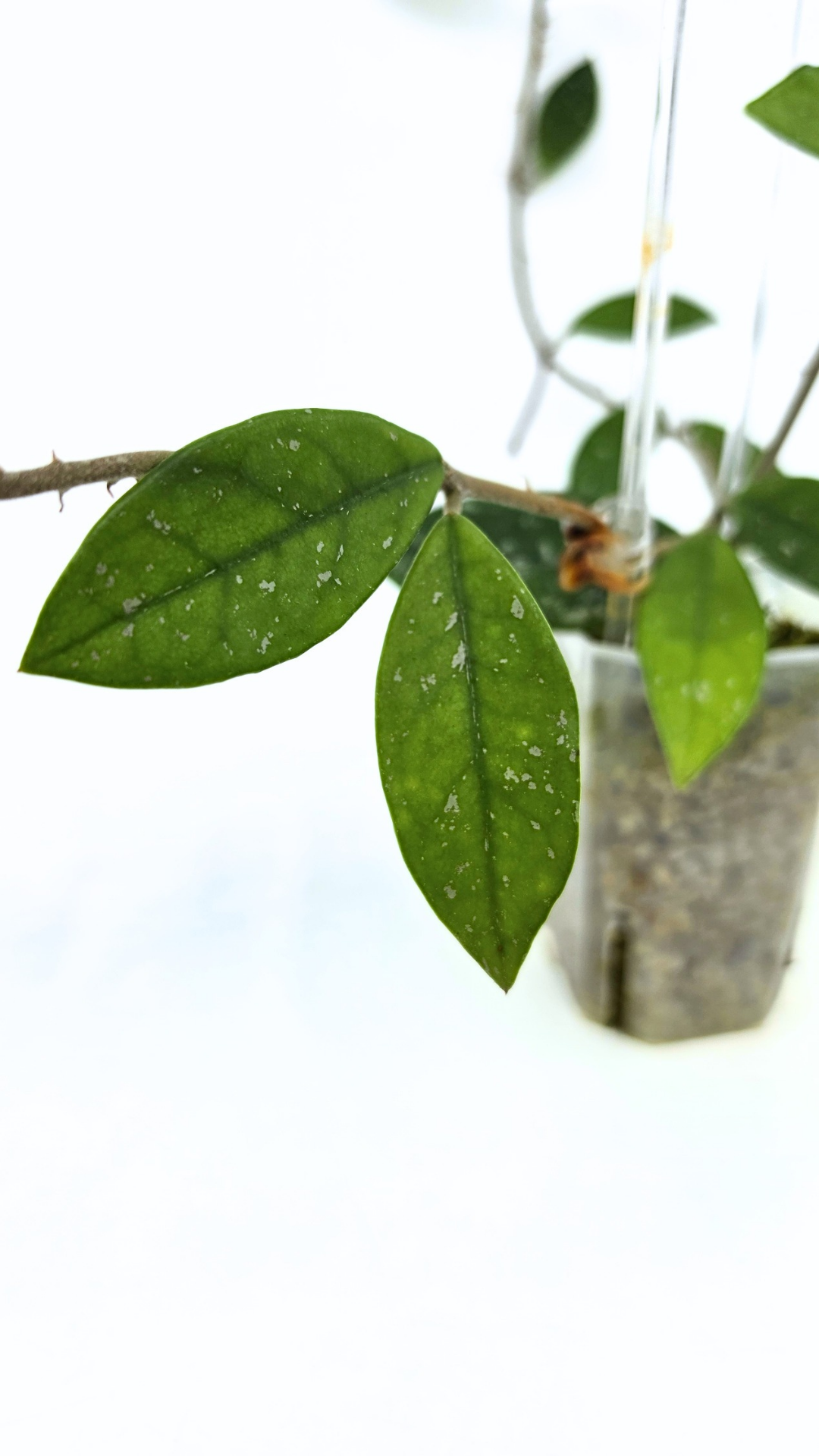 Rare indoor plant hoya wilbur graves propagated by and available for sale at rare plant shop The Leaf Gallery in Perth