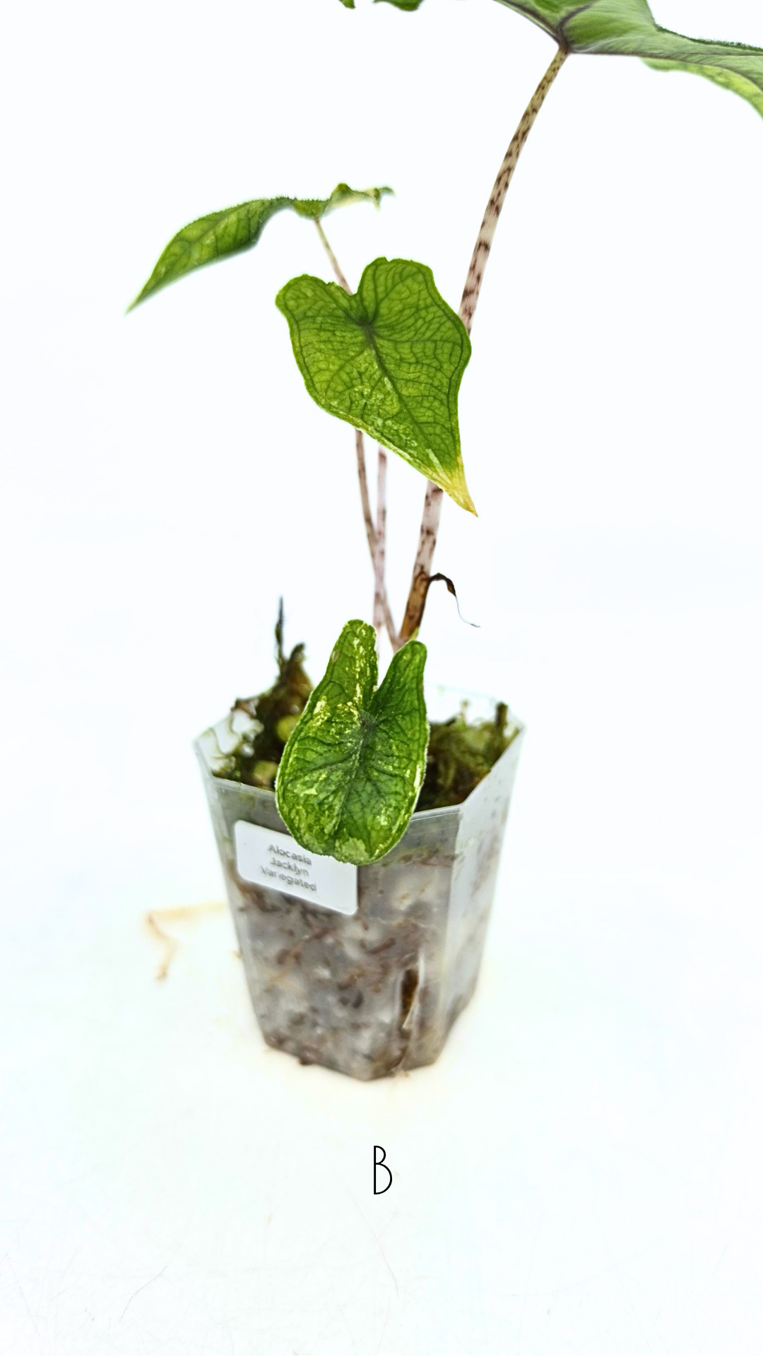 Rare indoor plant Alocasia Jacklyn Variegated available for sale at rare house plant shop The Leaf Gallery in Perth, Western Australia.