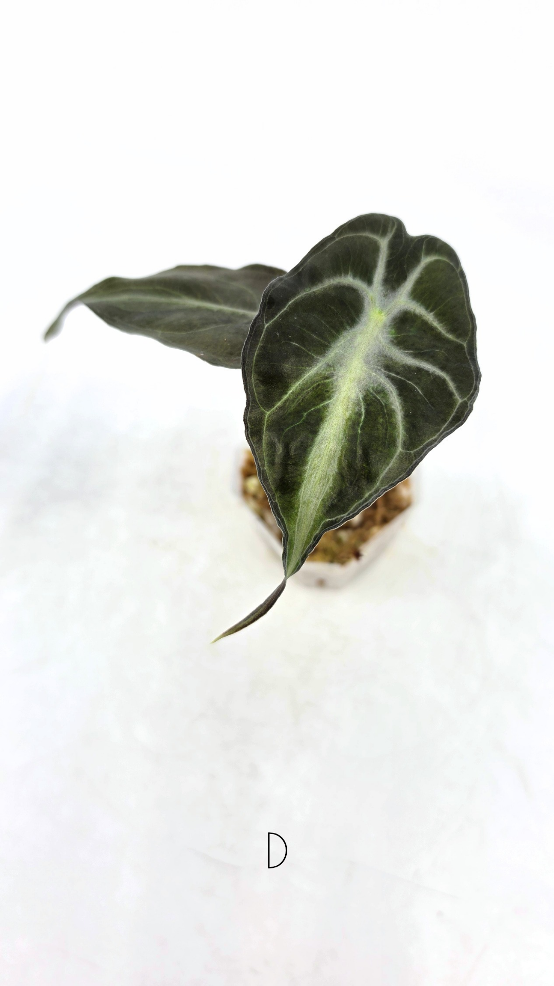Rare indoor plant Alocasia Venom available for sale at rare house plant shop The Leaf Gallery in Perth, Western Australia.