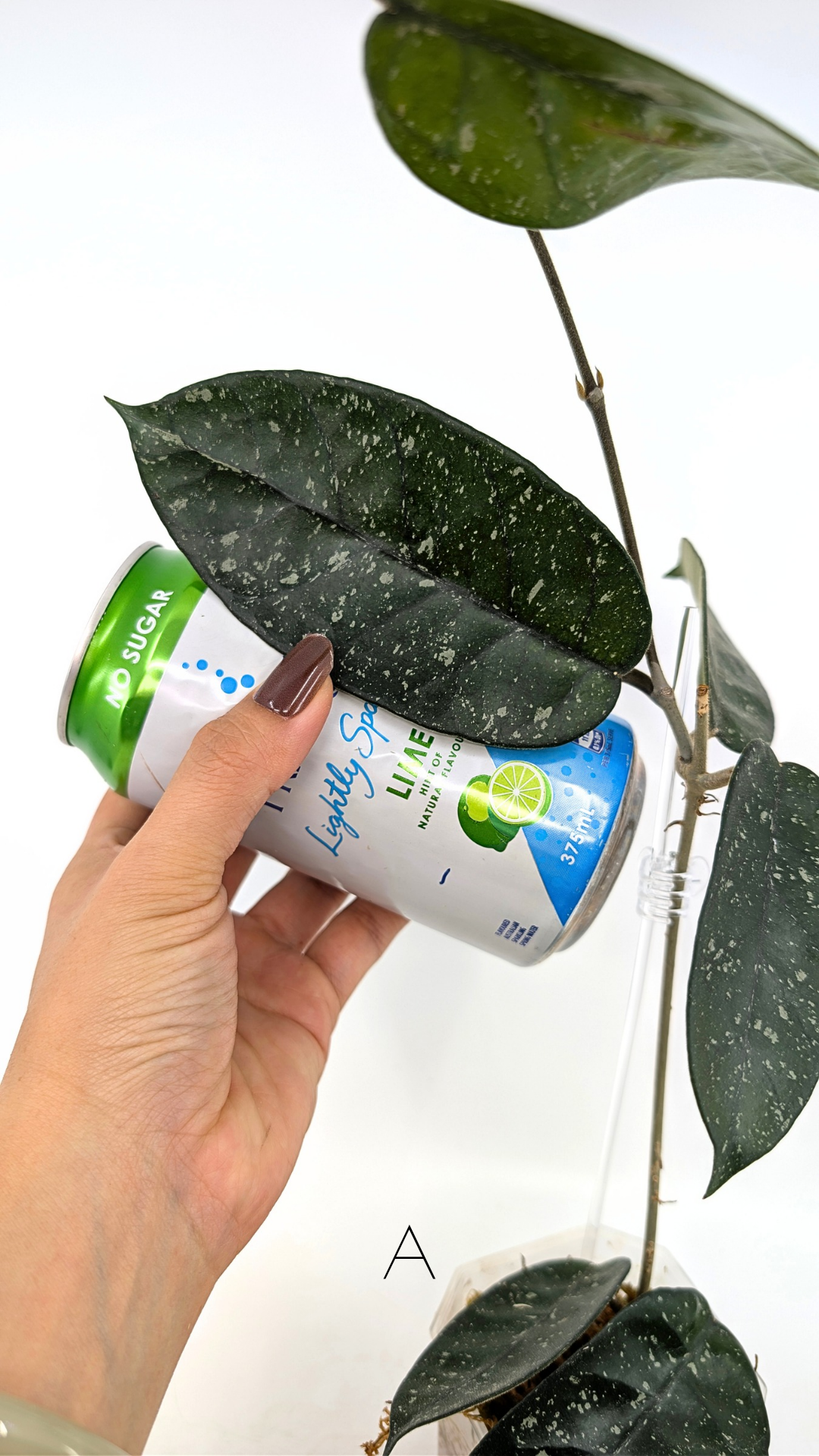 Rare waxplant Hoya Starry Night available for sale at The Leaf Gallery in Perth, Western Australia