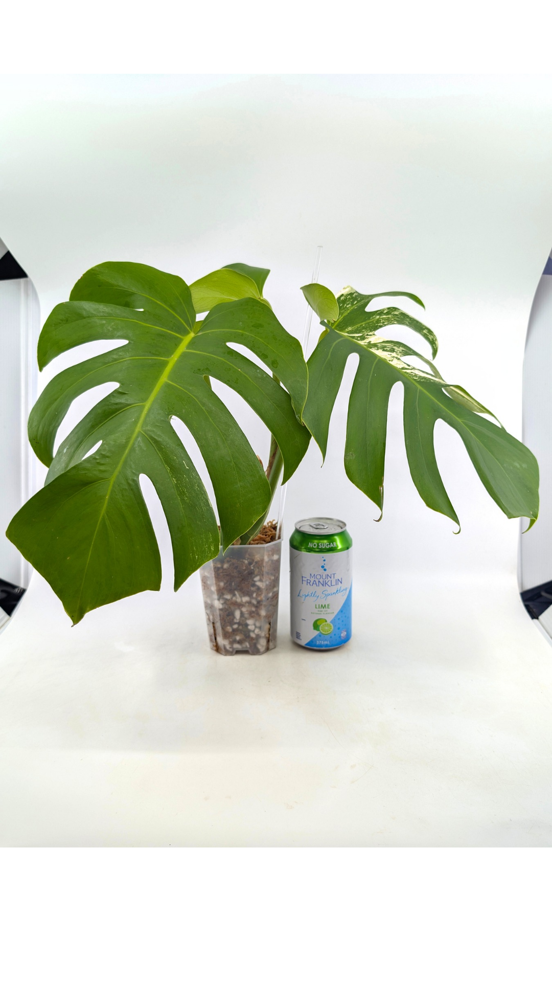 Rare indoor plant Monstera Borsigiana Albo Varigated available for sale at rare plant shop The Leaf Gallery in Perth, Western Australia