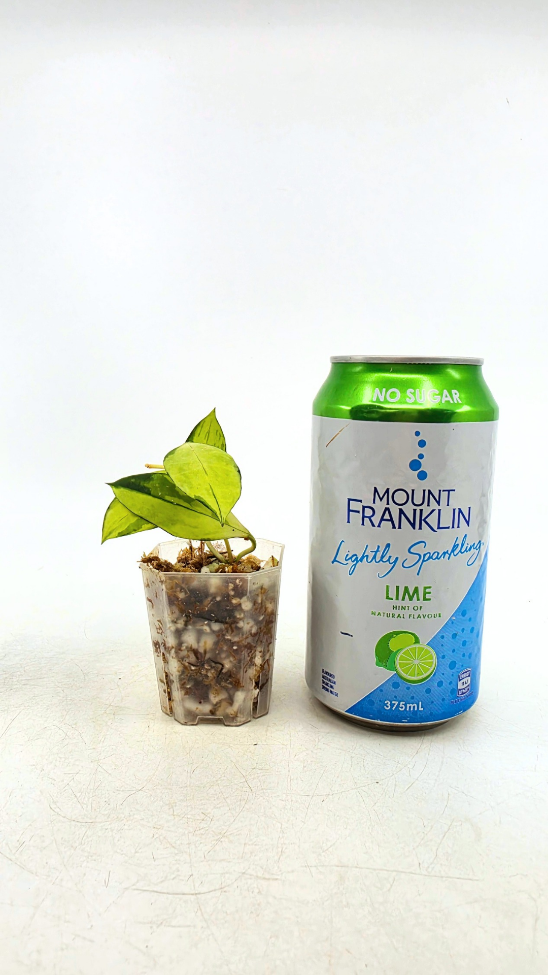 Rare hoya Walliniana Varigated available for sale at rare plant shop The Leaf Gallery in Perth, Western Australia