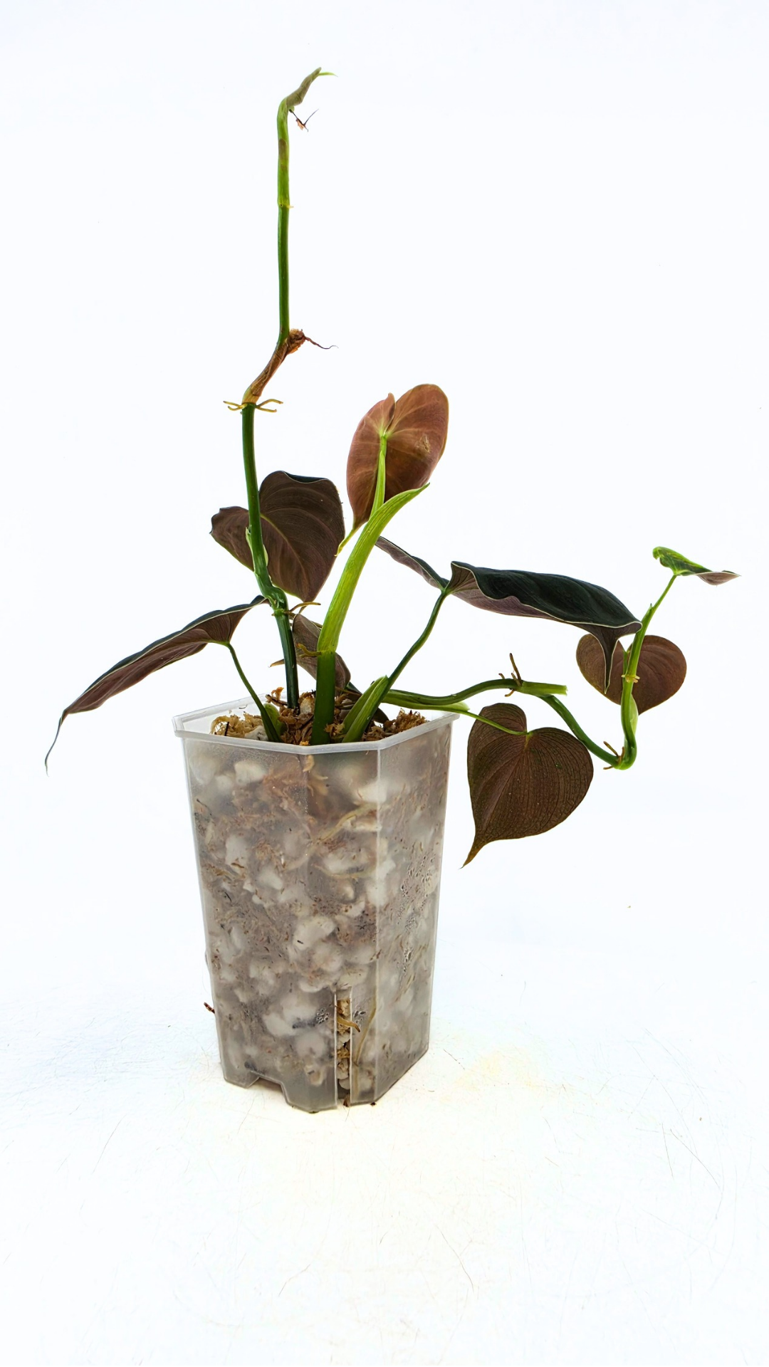 Rare indoor plant Philodendron Lupinum available for sale at rare house plant shop The Leaf Gallery in Perth, Western Australia