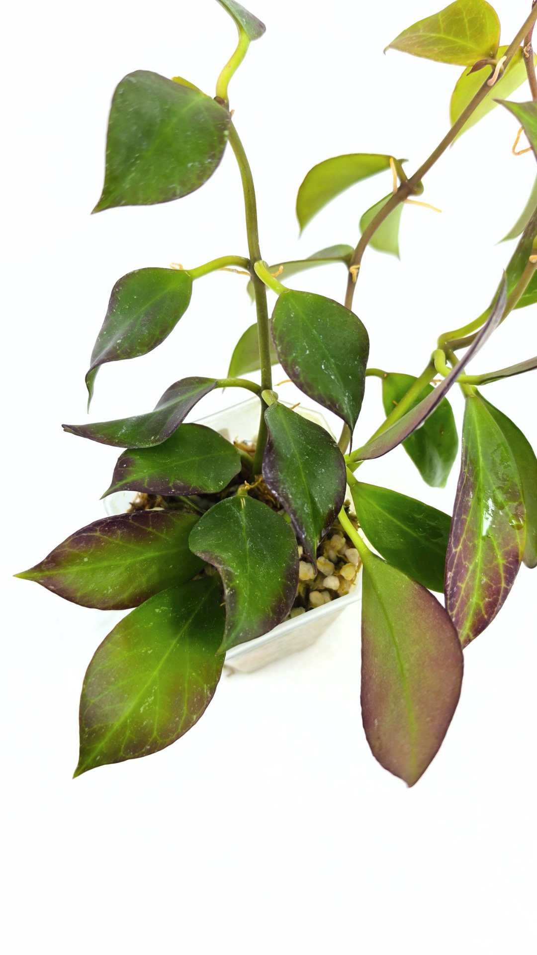 Rare waxplant Hoya Sunrise available at rare plant shop The Leaf Gallery in Perth Western Australia