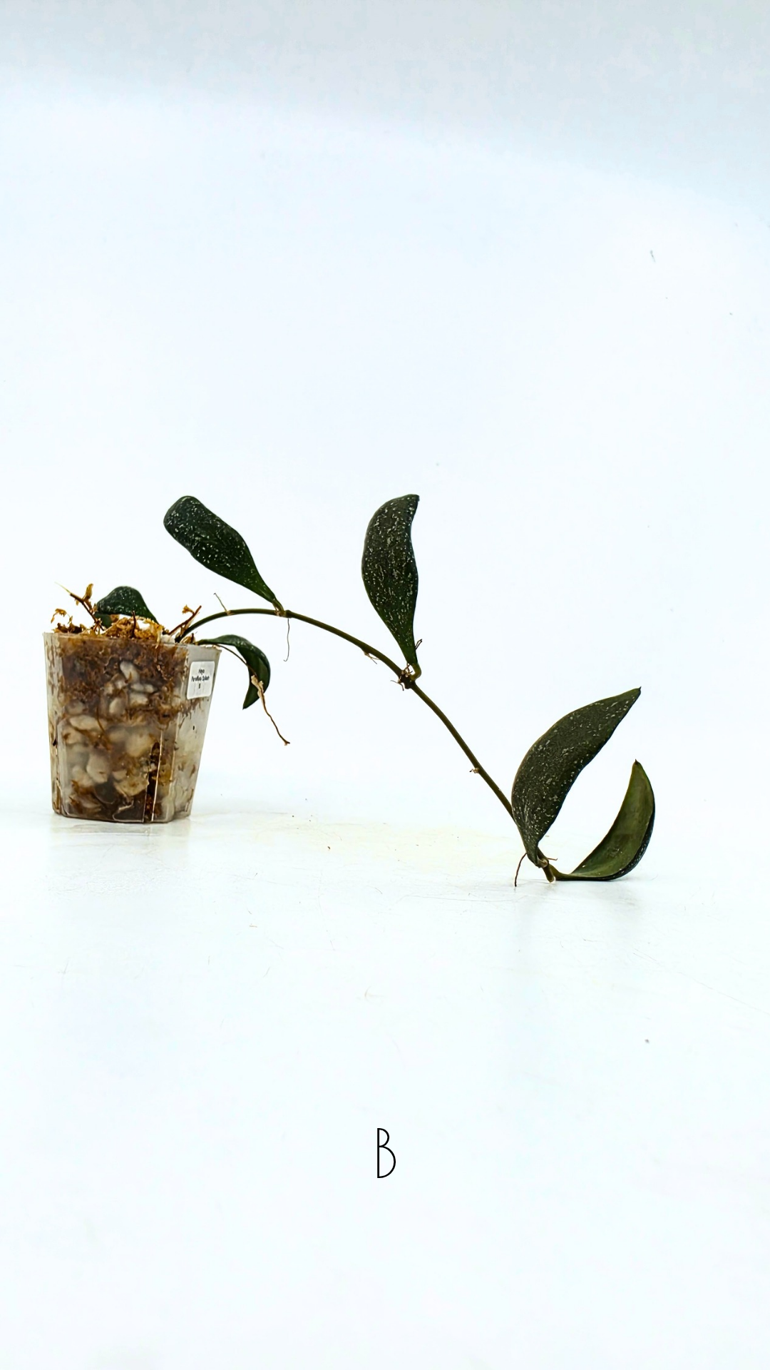 Rare waxplant Hoya Parviflora Splash available for sale at rare indoor plant shop The Leaf Gallery in Perth, Western Australia