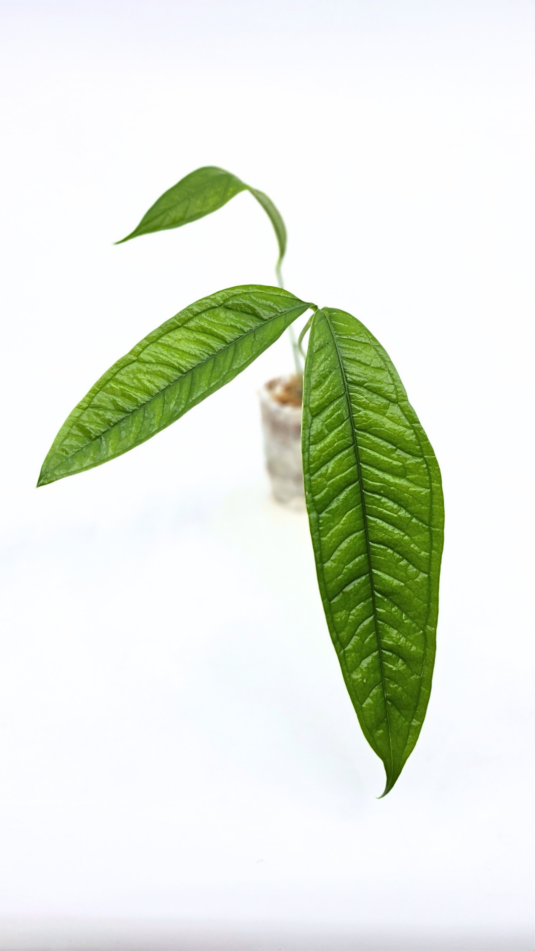 Rare indoor plant Anthurium Moonenii available for sale at rare house plant shop The Leaf Gallery in Perth, Western Australia