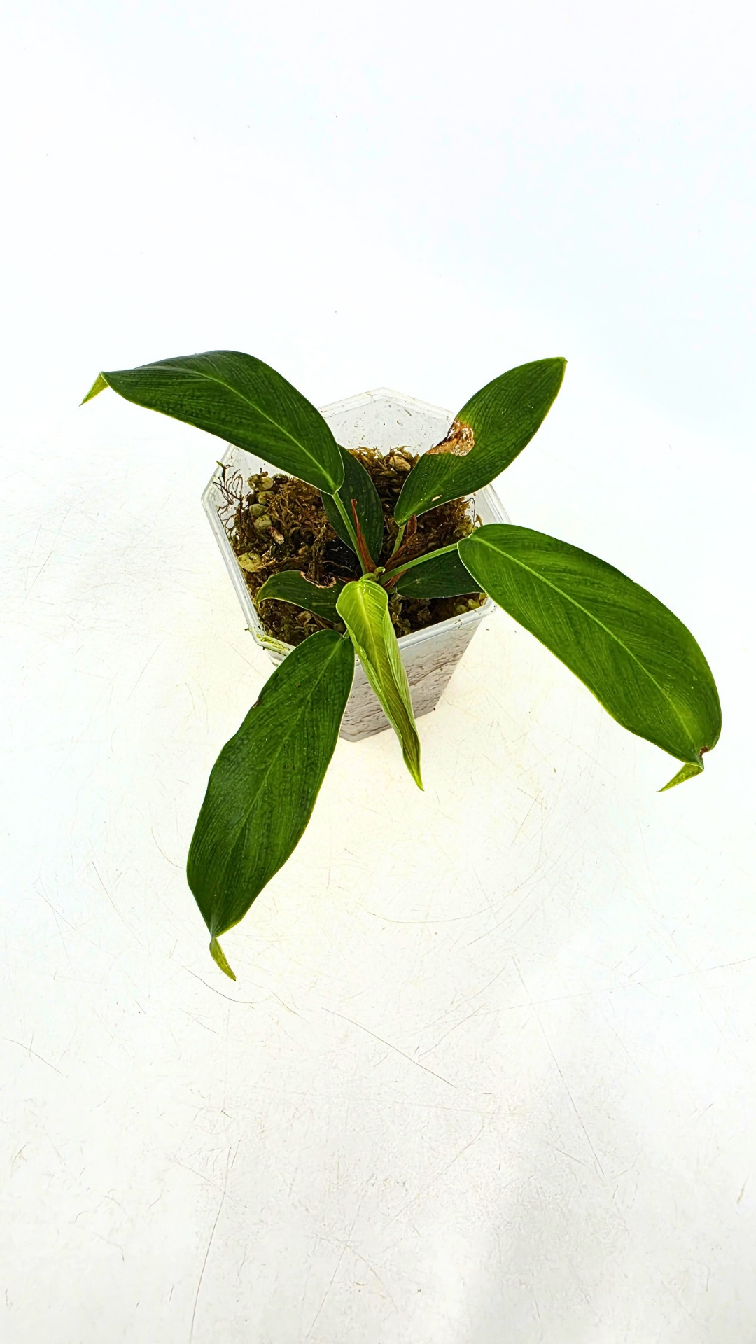 Rare indoor plant Philodendron Patriciae for sale at The Leaf Gallery in Perth, Western Australia