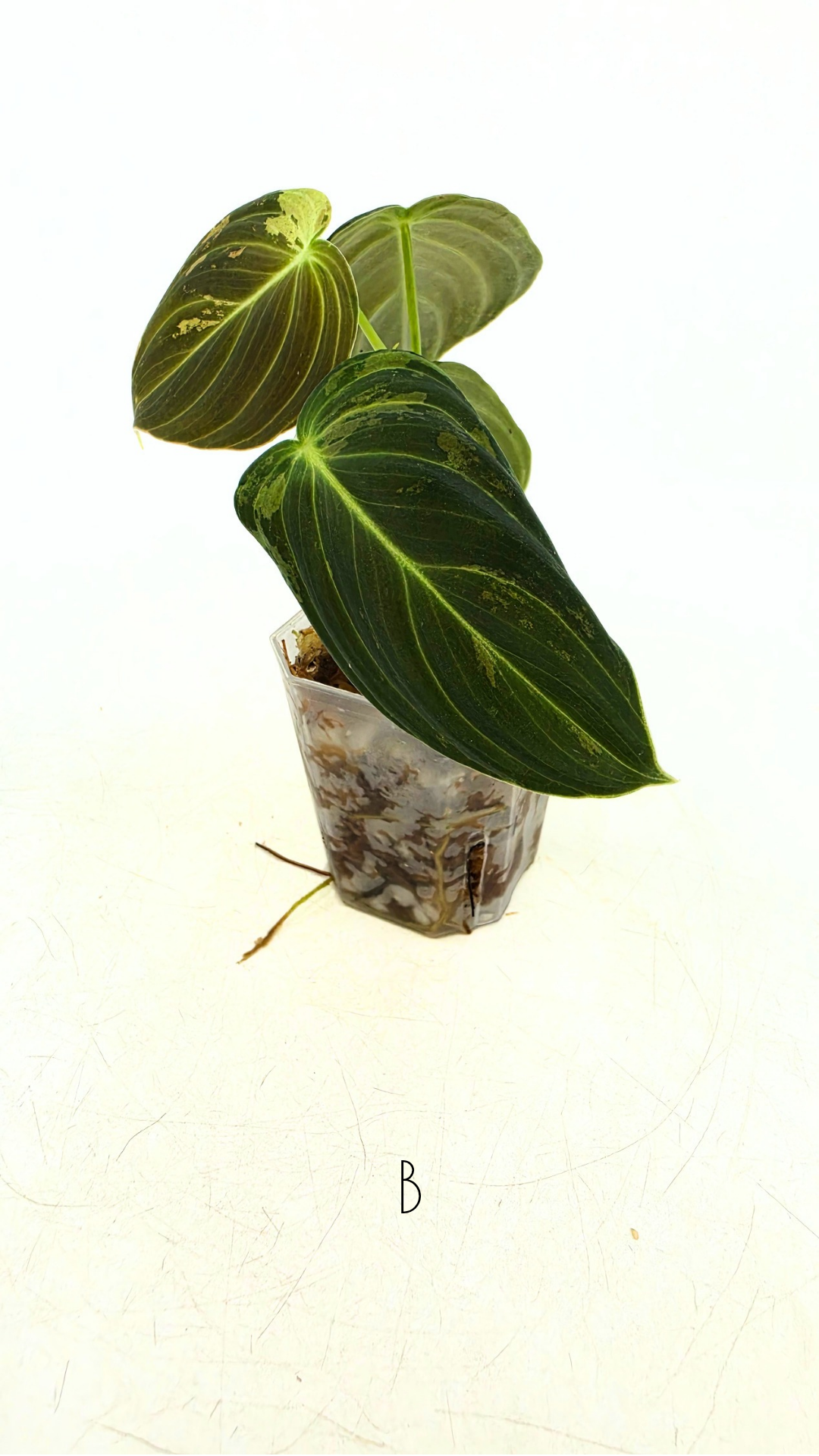 Rare plant Philodendron Melanochrysum Varigated available for sale at rare plant shop The Leaf Gallery in Perth, Western Australia