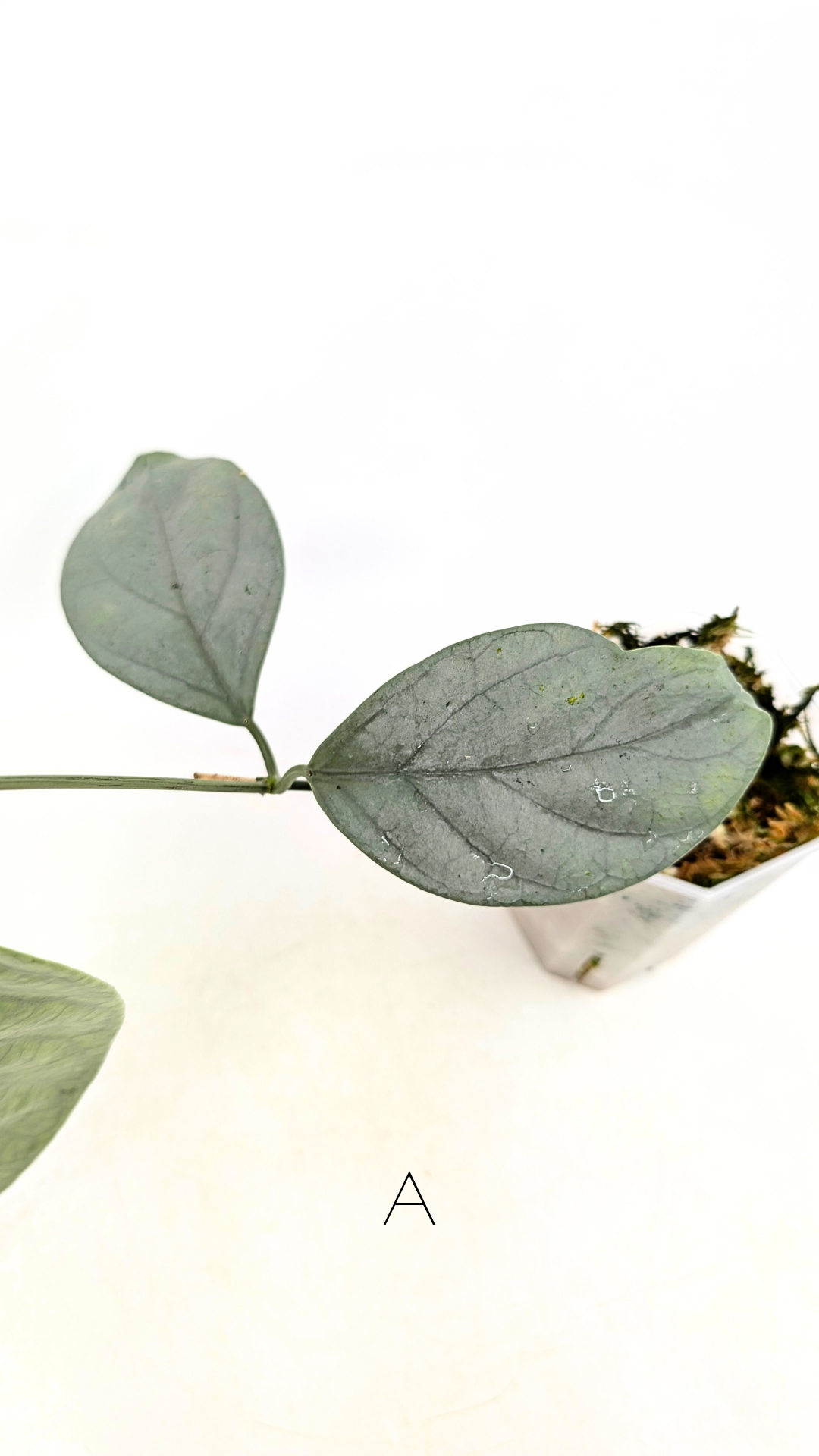 Rare waxplant Hoya Coriacea Silver available for sale at rare indoor plant shop The Leaf Gallery in Perth, Western Australia