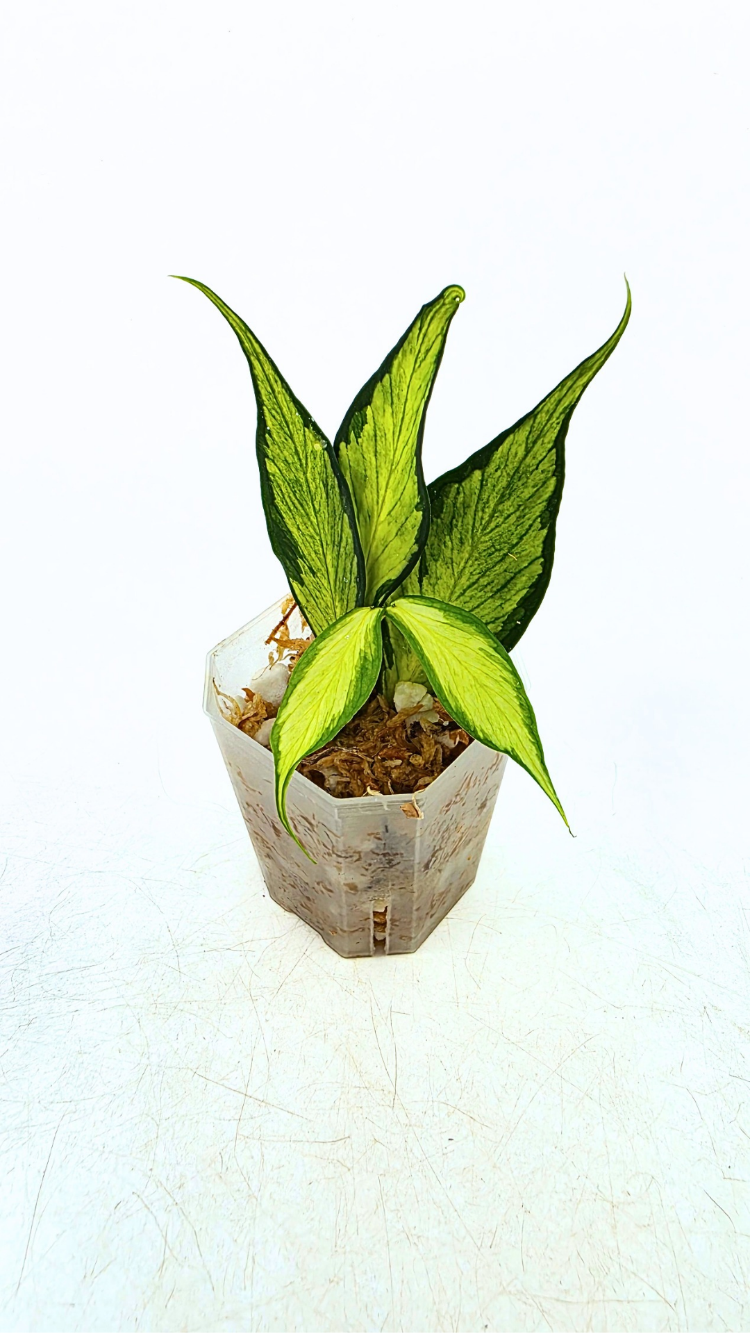 Rare waxplant Hoya Polyneura Albo Inner Varigated also known as Fishtail Hoya Varigated available for sale at rare indoor plant shop The Leaf Gallery in Perth, Western Australia