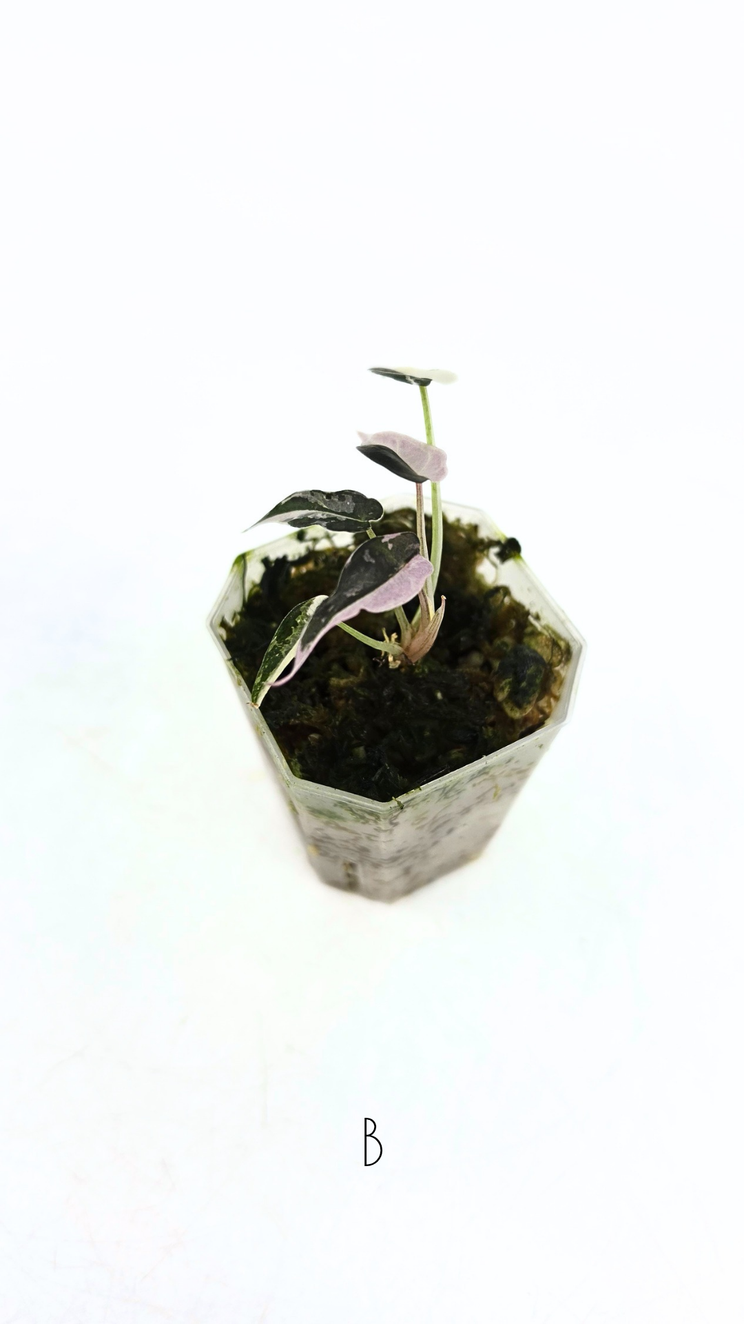 Rare indoor plant Alocasia Amazonica Bambino Pink TC plantlets available for sale at rare houseplant shop The Leaf Gallery in Perth, Western Australia