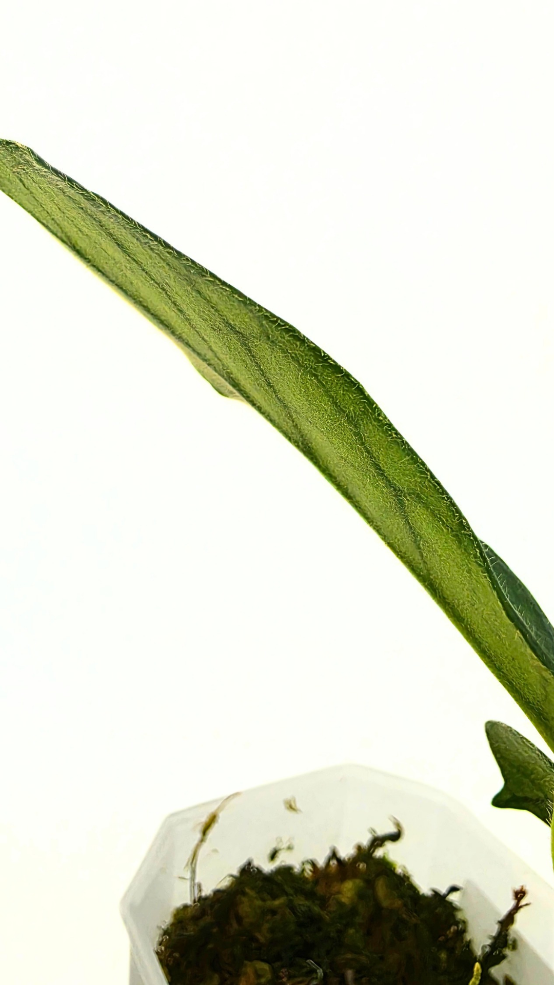 Rare waxplant Hoya Globulosa Cao Bang available for sale at rare plant shop The Leaf Gallery in Perth, Western Australia