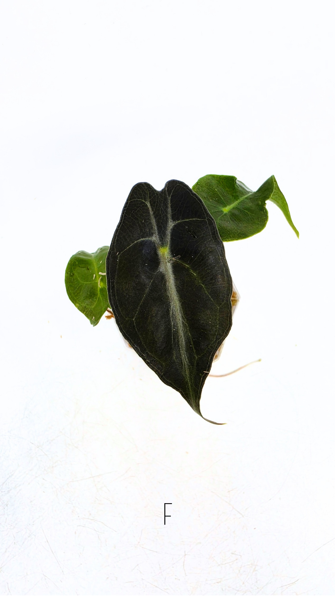 Rare indoor plant Alocasia Venom available for sale at rare house plant shop The Leaf Gallery in Perth, Western Australia.