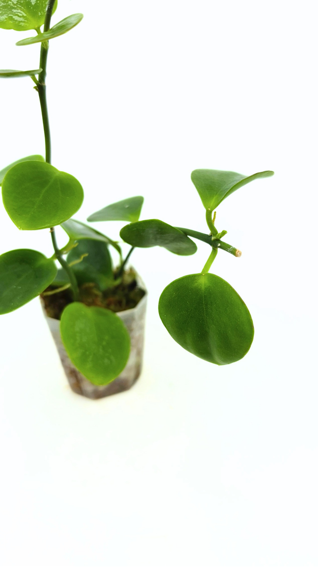 Rare waxplant Hoya Collina Biak Irian Jaya IML1187 available for sale at rare indoor plant shop The Leaf Gallery in Perth, Western Australia