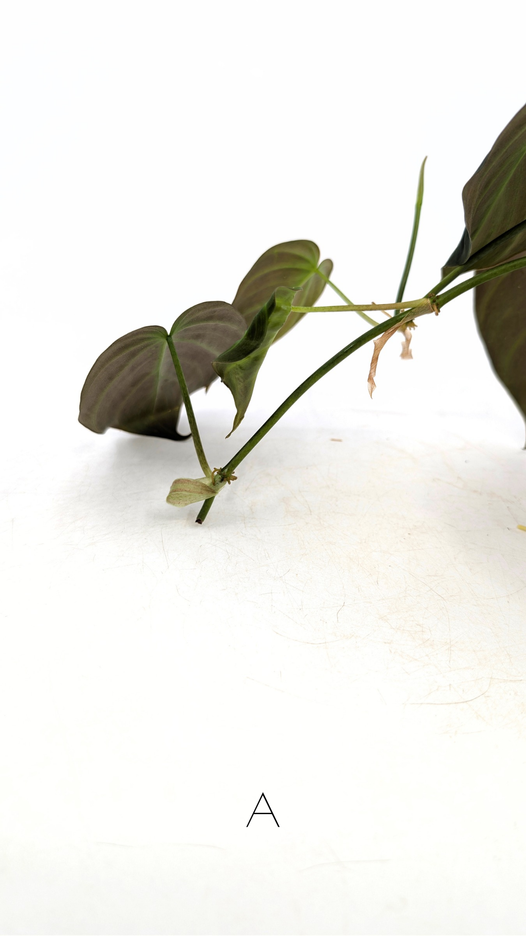 Uncommon indoor plant Philodendron Micans for sale by rare plant shop The Leaf Gallery in Perth, Western Australia