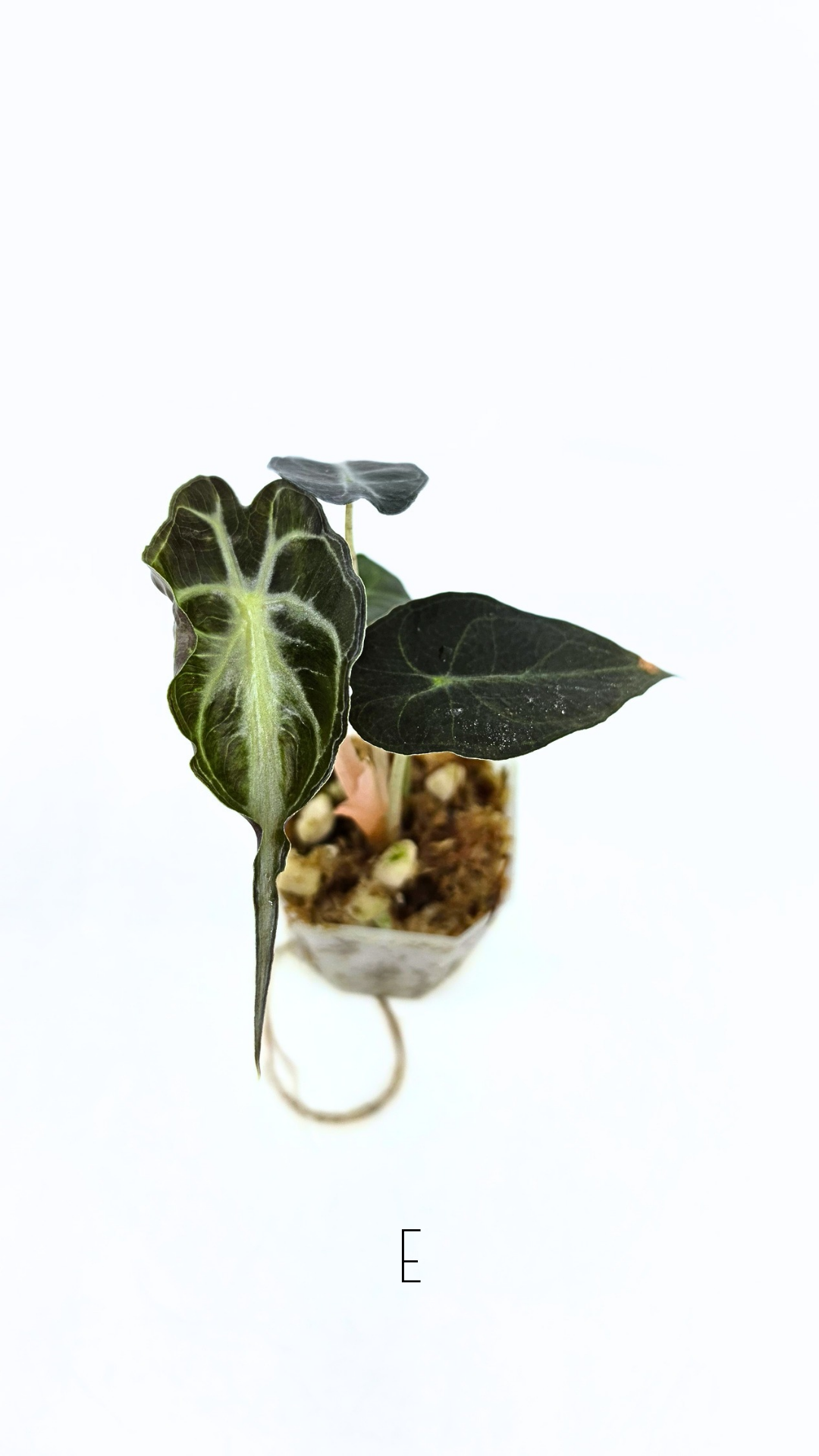 Rare indoor plant Alocasia Venom available for sale at rare house plant shop The Leaf Gallery in Perth, Western Australia.