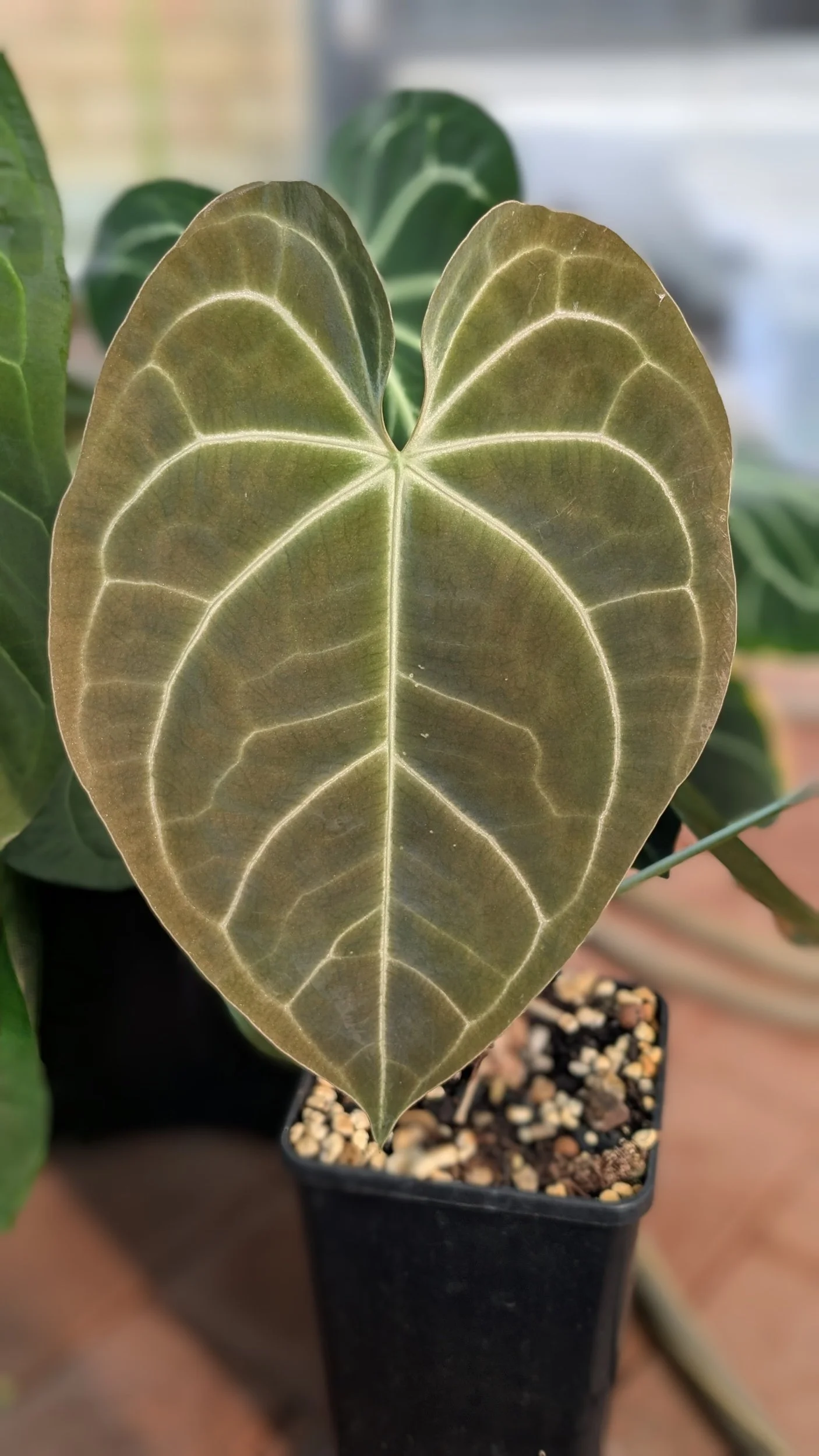 Anthurium Dark Forgetii x Bessae Aff X Anthurium Michelle  The Leaf Gallery