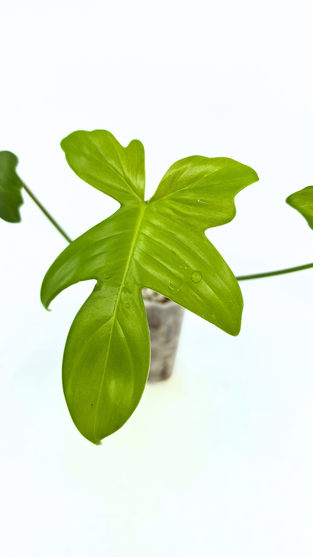Uncommon indoor plant Philodendron Pedatum Ghost available for sale at rare indoor plant shop The Leaf Gallery in Perth, Western Australia