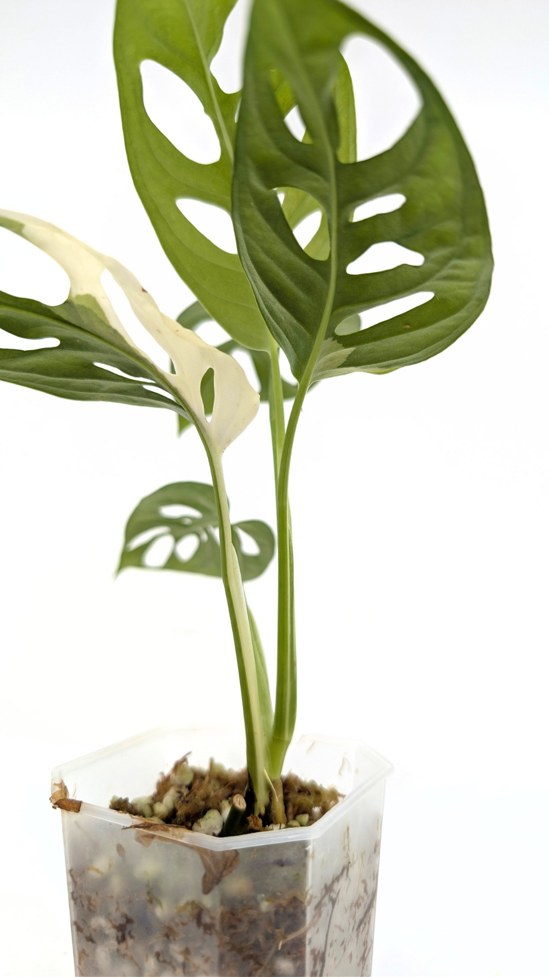 Monstera Adansonii Albo Variegated available for sale at rare house plant shop The Leaf Gallery in Perth, Western Australia