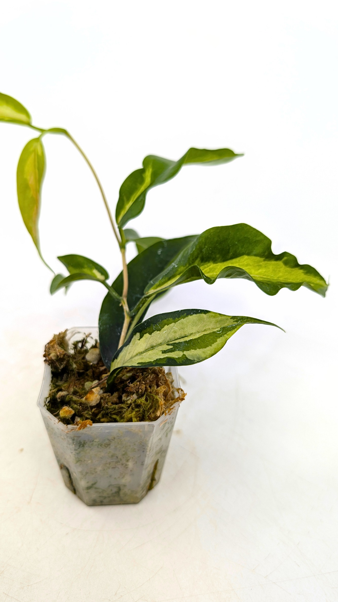 Rare waxplant Hoya Kenejiana Variegated available for sale at rare indoor plant shop The Leaf Gallery in Perth, Western Australia