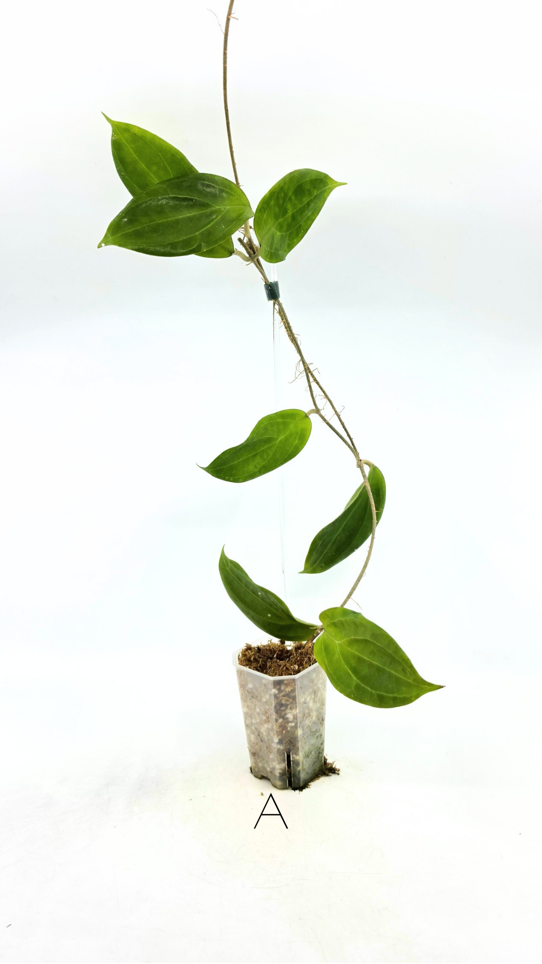 Rare waxplant Hoya UTC033 available for sale at rare indoor plant shop The Leaf Gallery in Perth, Western Australia