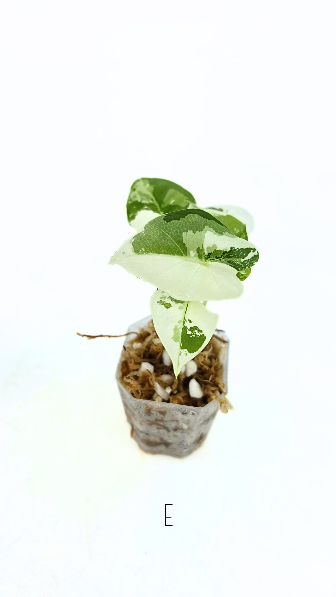 Rare indoor plant Alocasia Frydek Variegated available for sale at rare house plant shop The Leaf Gallery in Perth, Western Australia