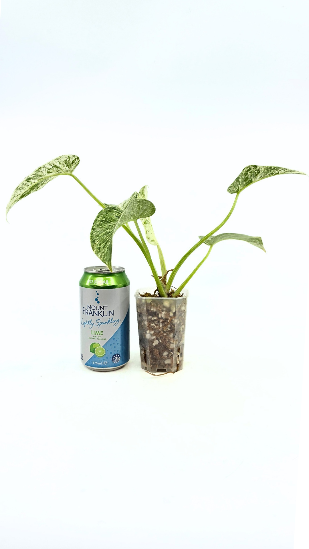 Rare indoor plant Philodendron Giganteum Blizzard Varigated by rare plant shop The Leaf Gallery in Perth, Western Australia