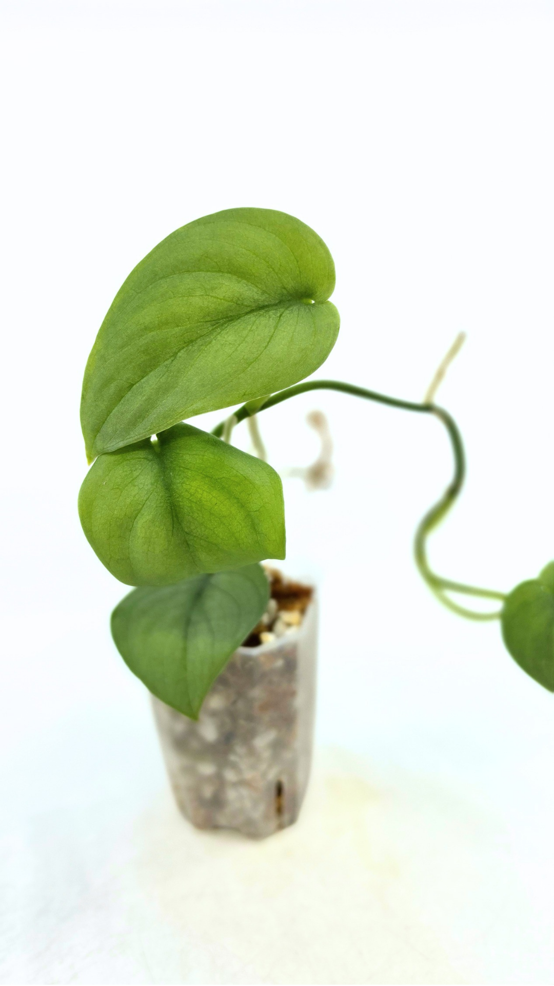 Rare indoor plant Scindapsus Platinum available for sale at rare plant shop The Leaf Gallery in Perth, Western Australia