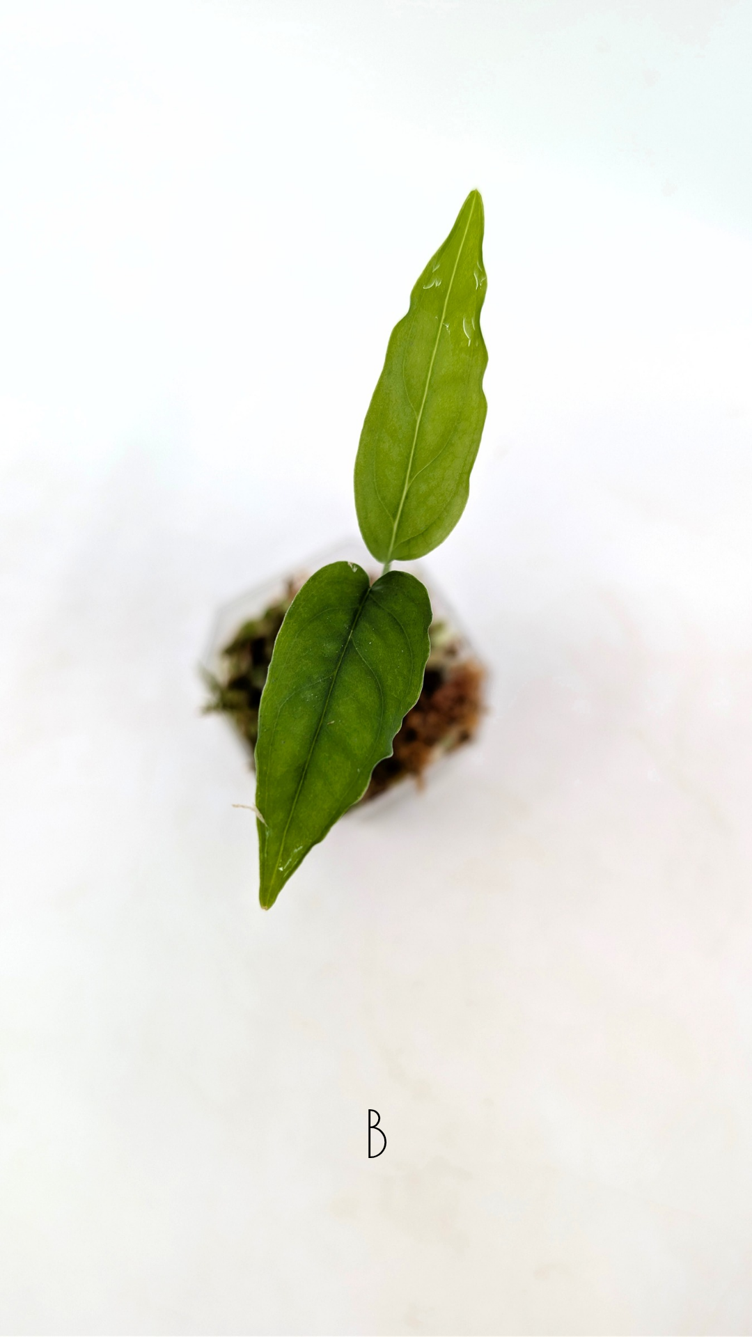 Rare indoor plant Monstera Obliqua Peru available for sale at rare house plant shop The Leaf Gallery in Perth, Western Australia