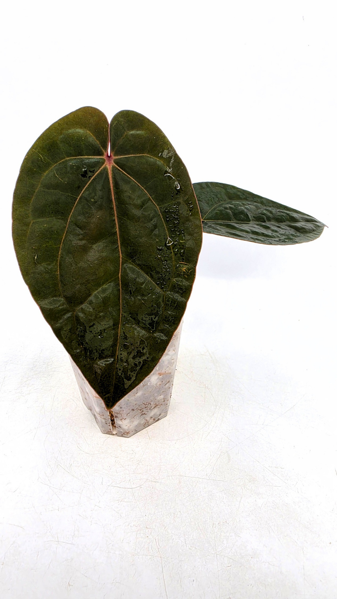 Rare indoor plant Anthurium Bloodmoon clone available from rare house plant shop The Leaf Gallery in Perth, Western Australia