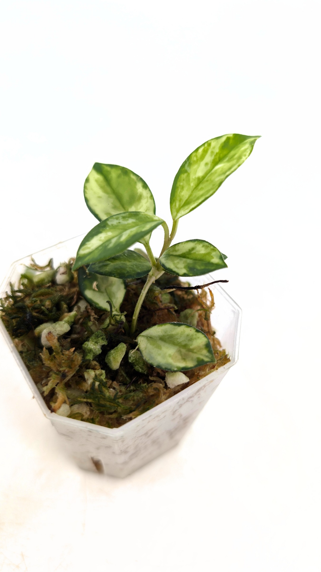 Rare waxplant Hoya Mathilde Variegated available for sale at rare indoor plant shop The Leaf Gallery in Perth, Western Australia