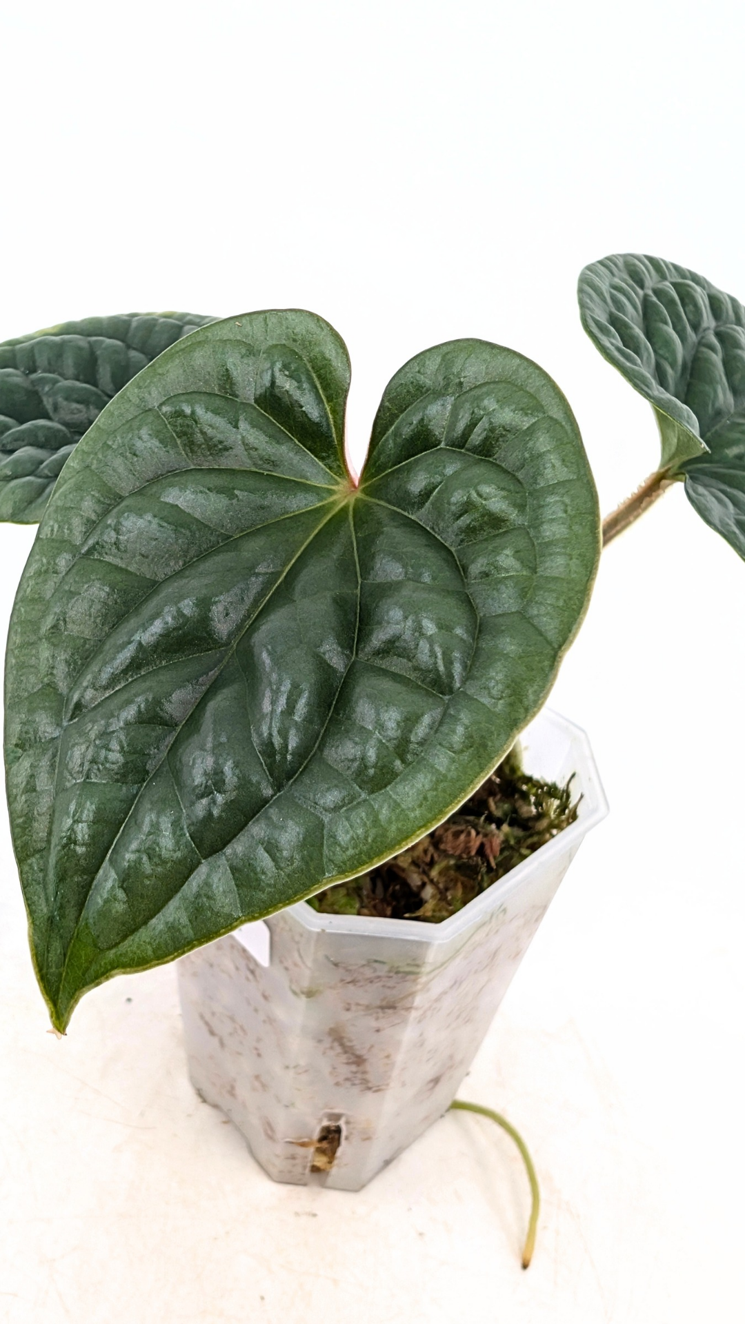 Rare indoor plant Anthurium Luxurians available for sale at rare house plant shop The Leaf Gallery in Perth, Western Australia