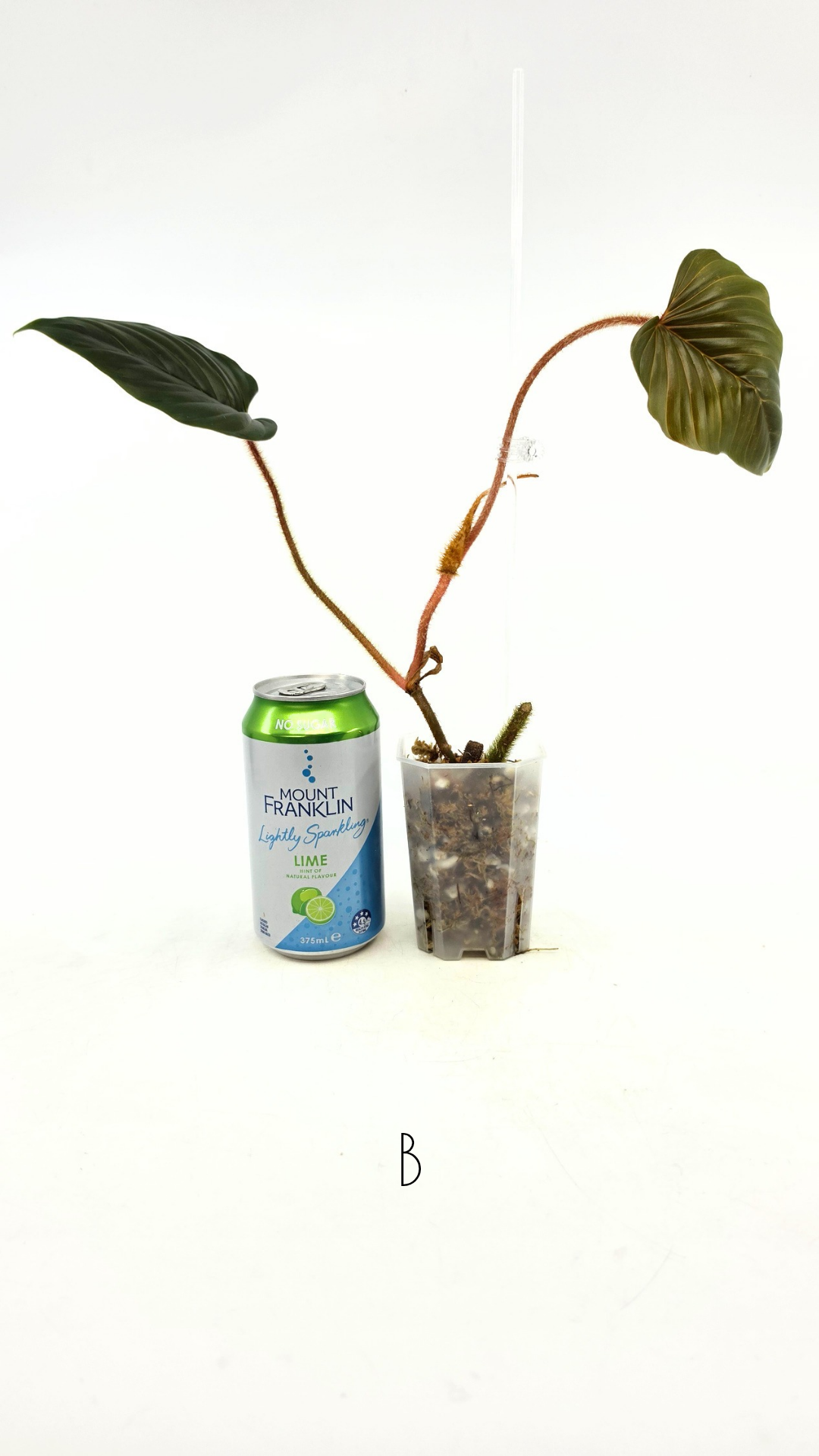 Rare plant philodendron squamicaule pink available at rare plant shop The Leaf Gallery in Perth, Western Australia