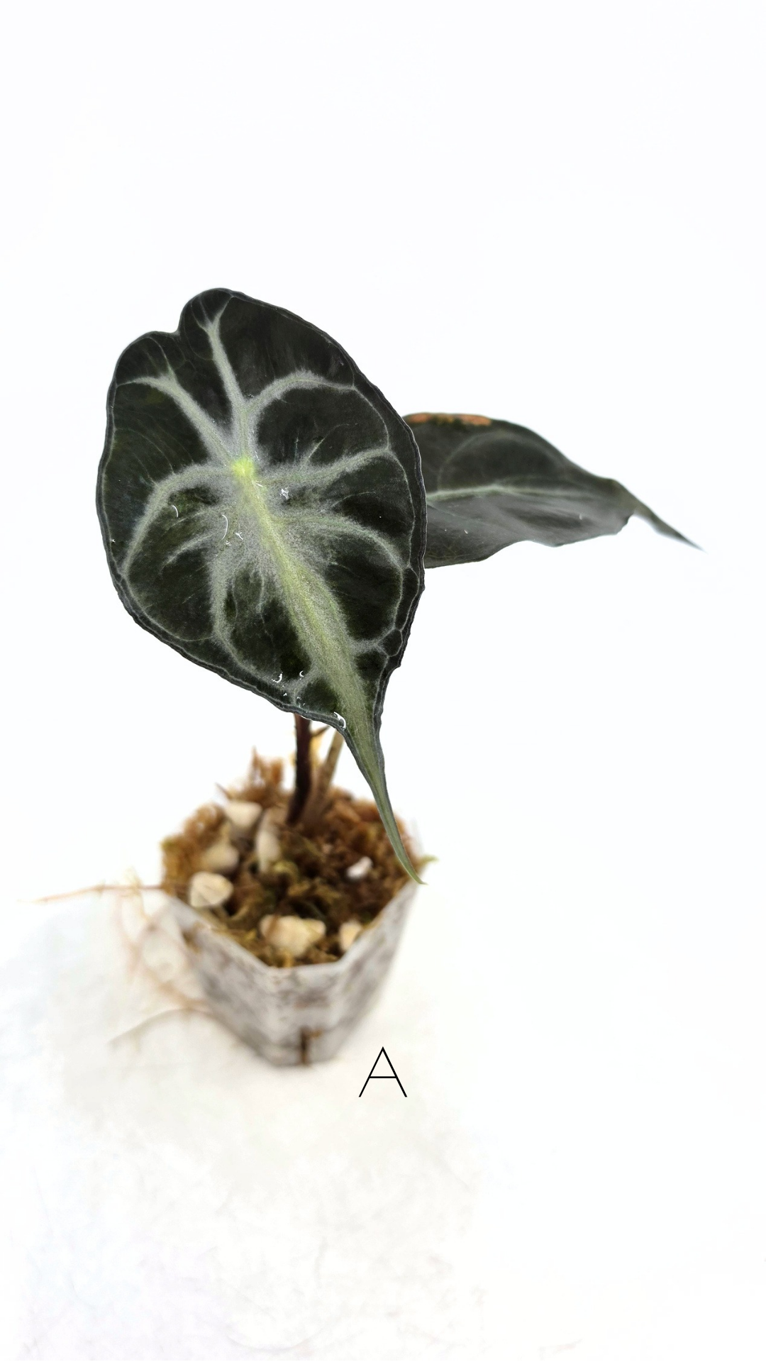 Rare indoor plant Alocasia Venom available for sale at rare house plant shop The Leaf Gallery in Perth, Western Australia.