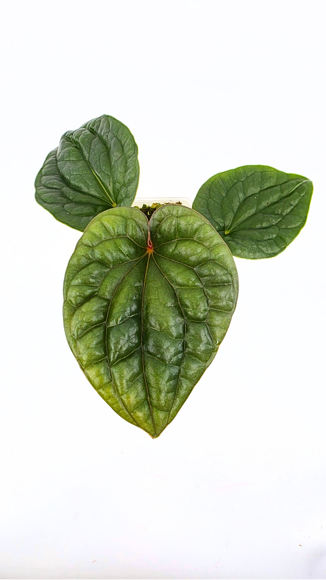 Rare indoor plant Anthurium Luxurians available for sale at rare house plant shop The Leaf Gallery in Perth, Western Australia