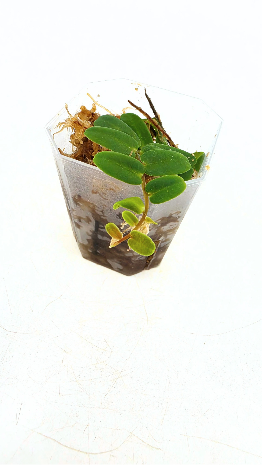 Rare shinggling terrarium plant Marcgravia Sintenisii or Rainbow Marcgravia availabe for sale at rare plant shop The Leaf Gallery in Perth, Western Australia