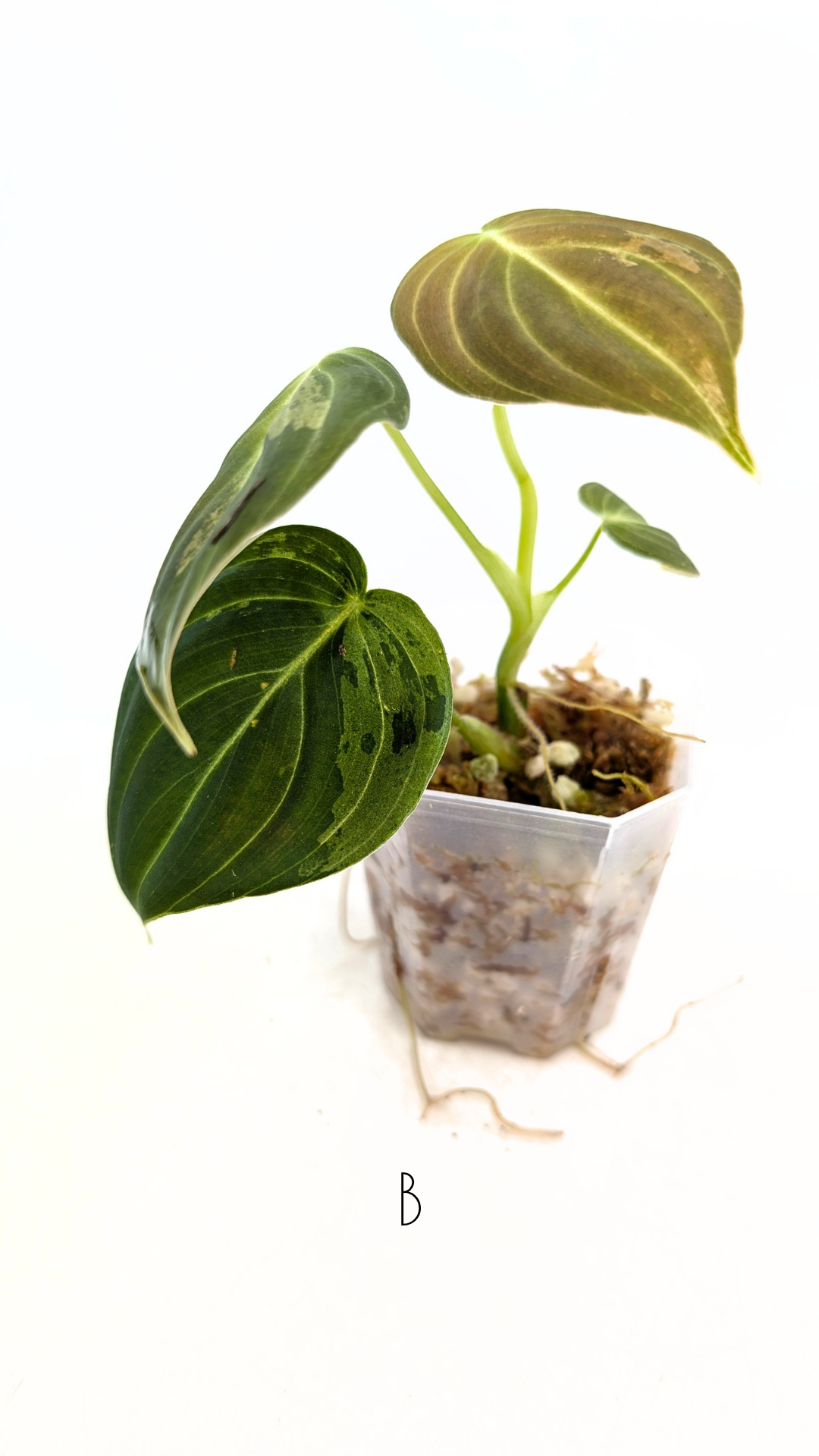 Rare plant Philodendron Melanochrysum Varigated available for sale at rare plant shop The Leaf Gallery in Perth, Western Australia