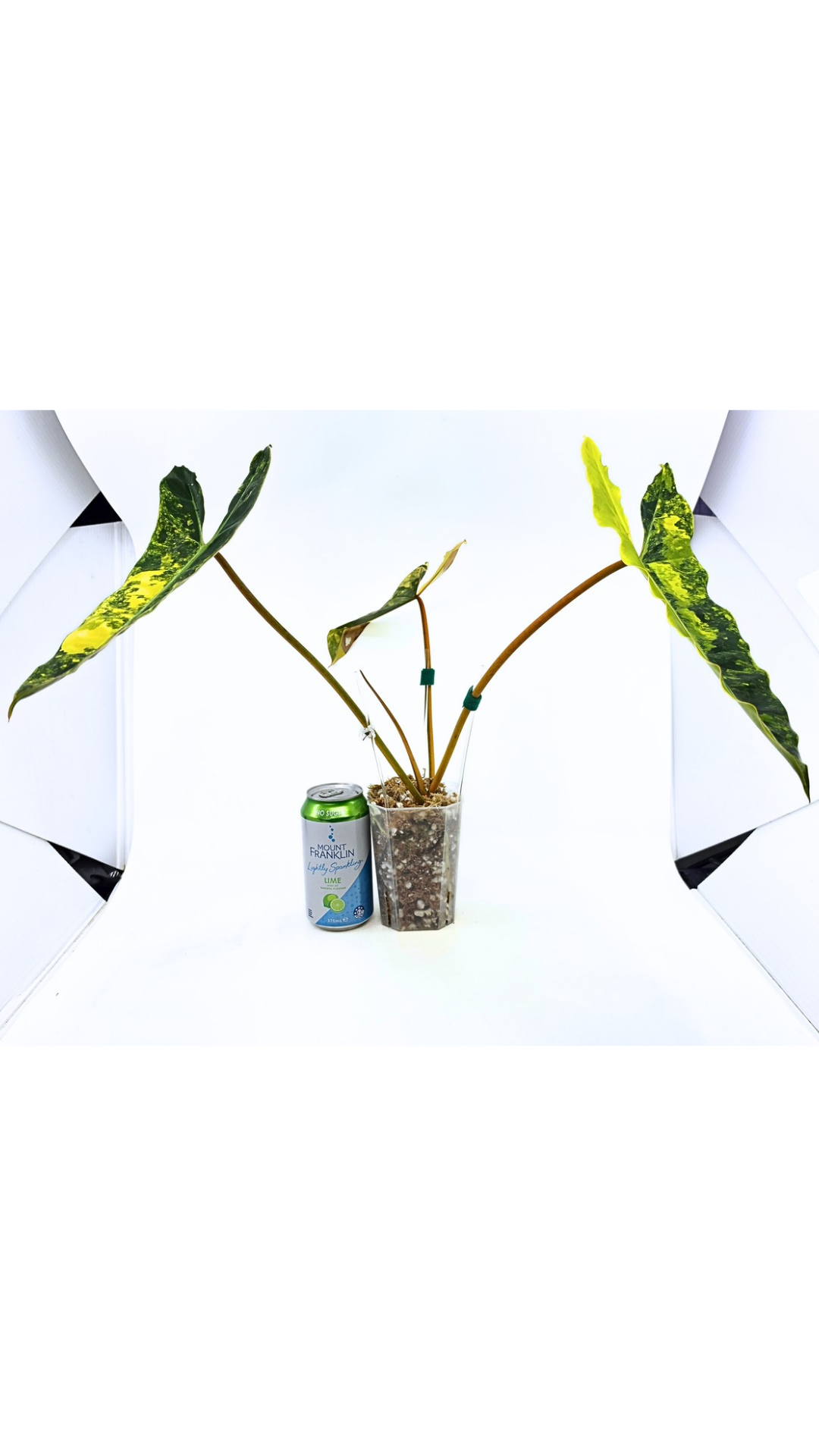 Rare indoor plant Philodendron Billietiae available for sale at rare house plant shop The Leaf Gallery in Perth, Western Australia