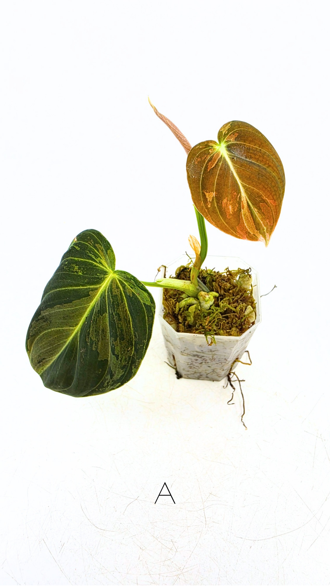 Rare plant Philodendron Melanochrysum Varigated available for sale at rare plant shop The Leaf Gallery in Perth, Western Australia