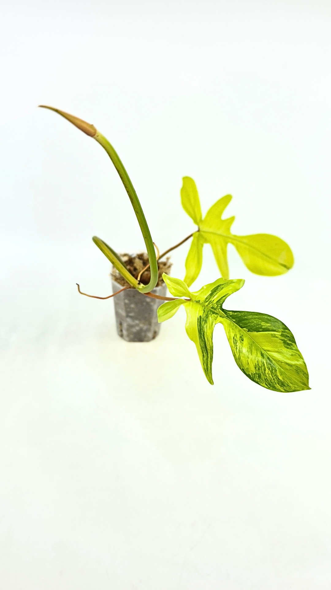 Rare indoor plant Philodendron Florida Beauty Varigated available at rare plant shop The Leaf Gallery in Perth, Western Australia
