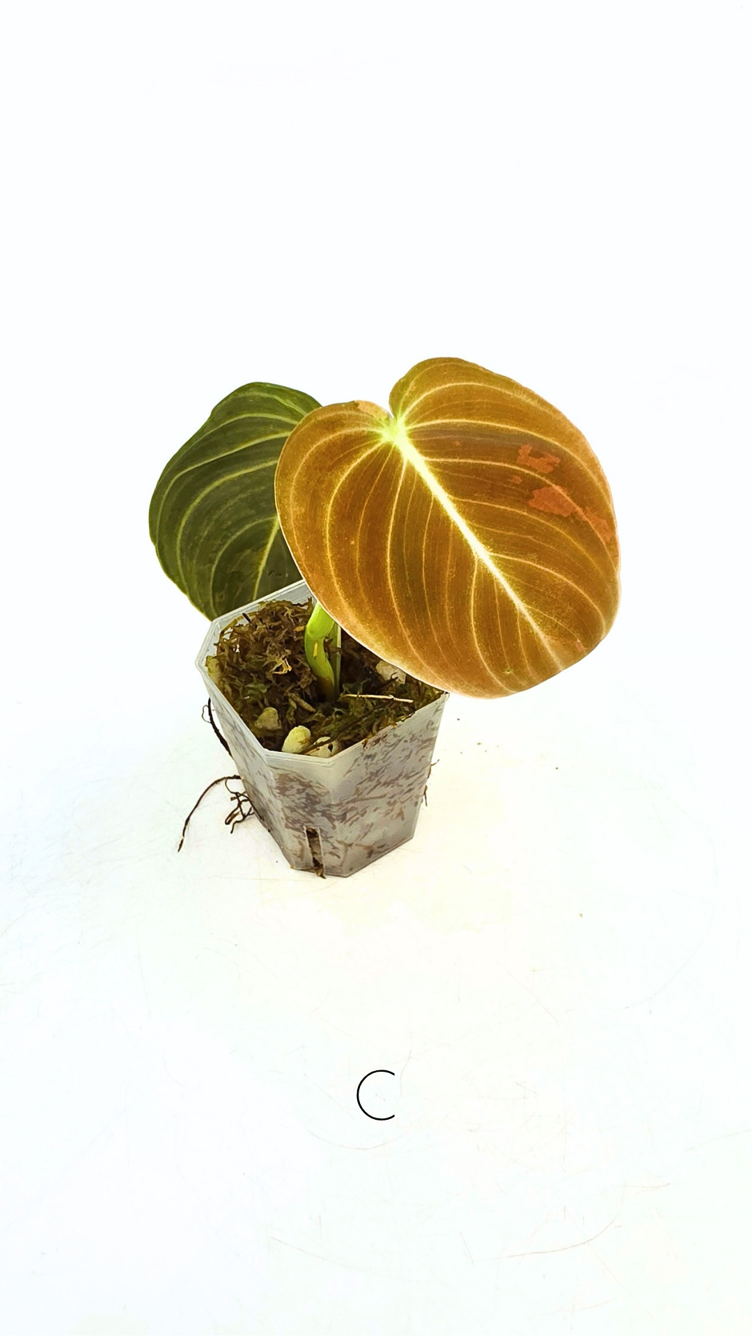 Rare plant Philodendron Melanochrysum Varigated available for sale at rare plant shop The Leaf Gallery in Perth, Western Australia