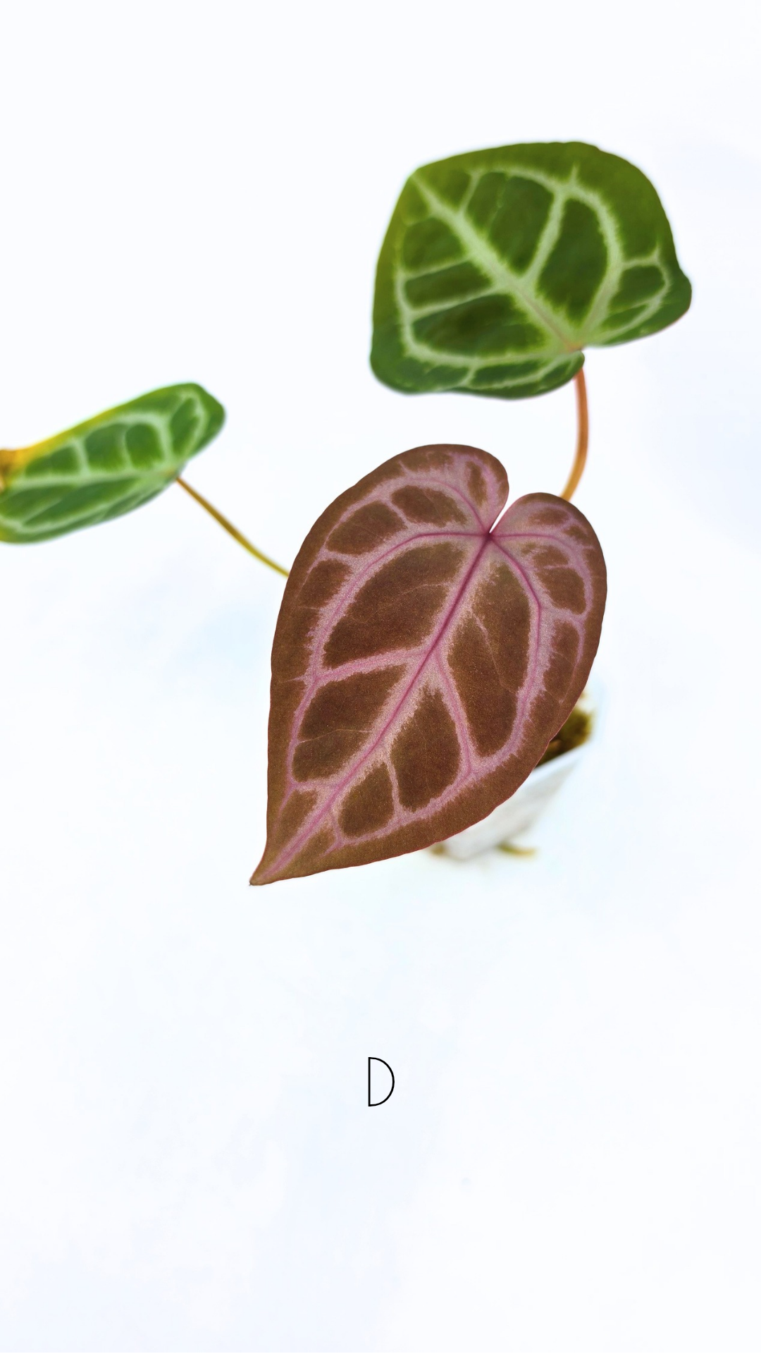 Anthurium Red Dorayaki Mutation X Michelle