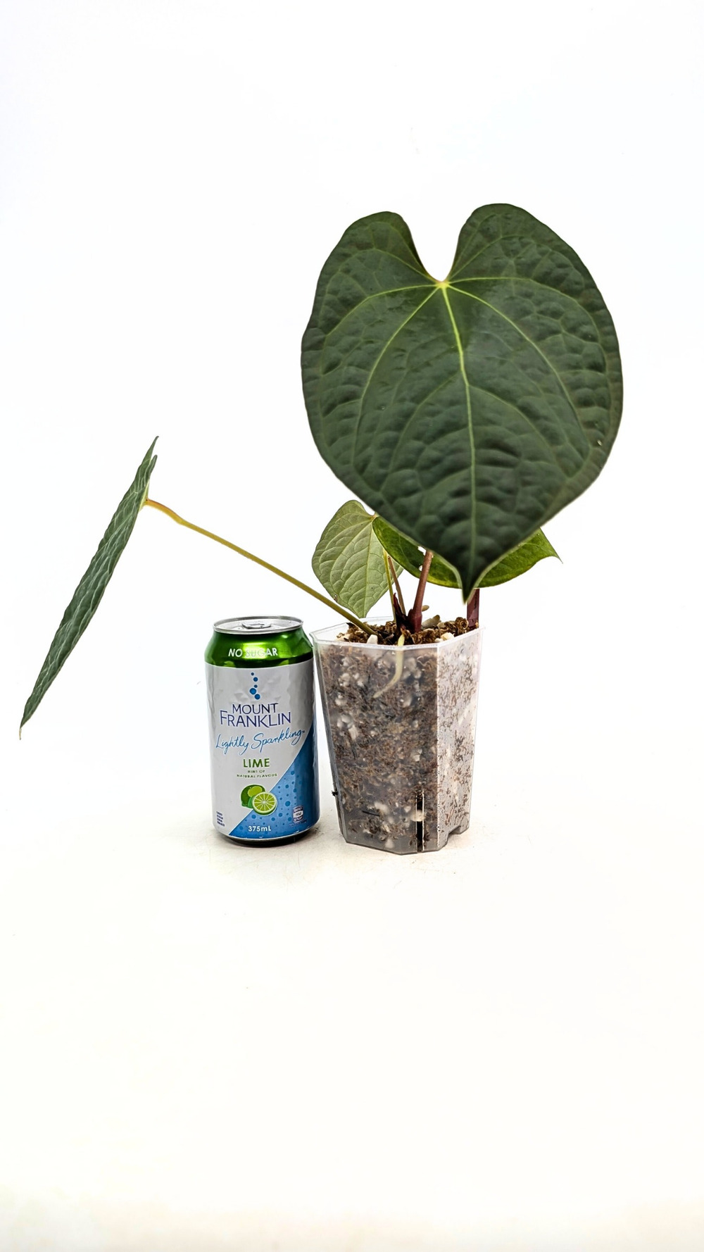 Anthurium Midnight Velvet X Luxurians  The Leaf Gallery