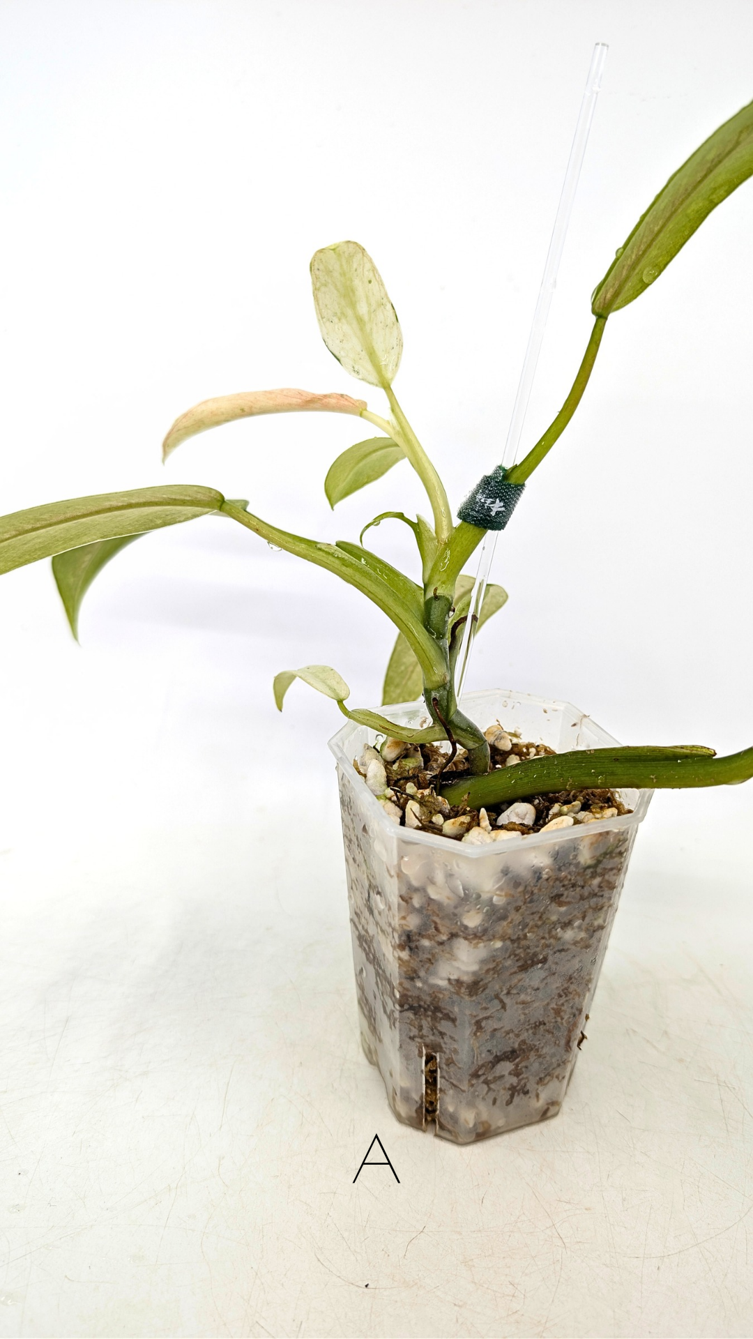 Rare indoor plant Philodendron Whipple Way by rare plant shop The Leaf Gallery in Perth, Western Australia